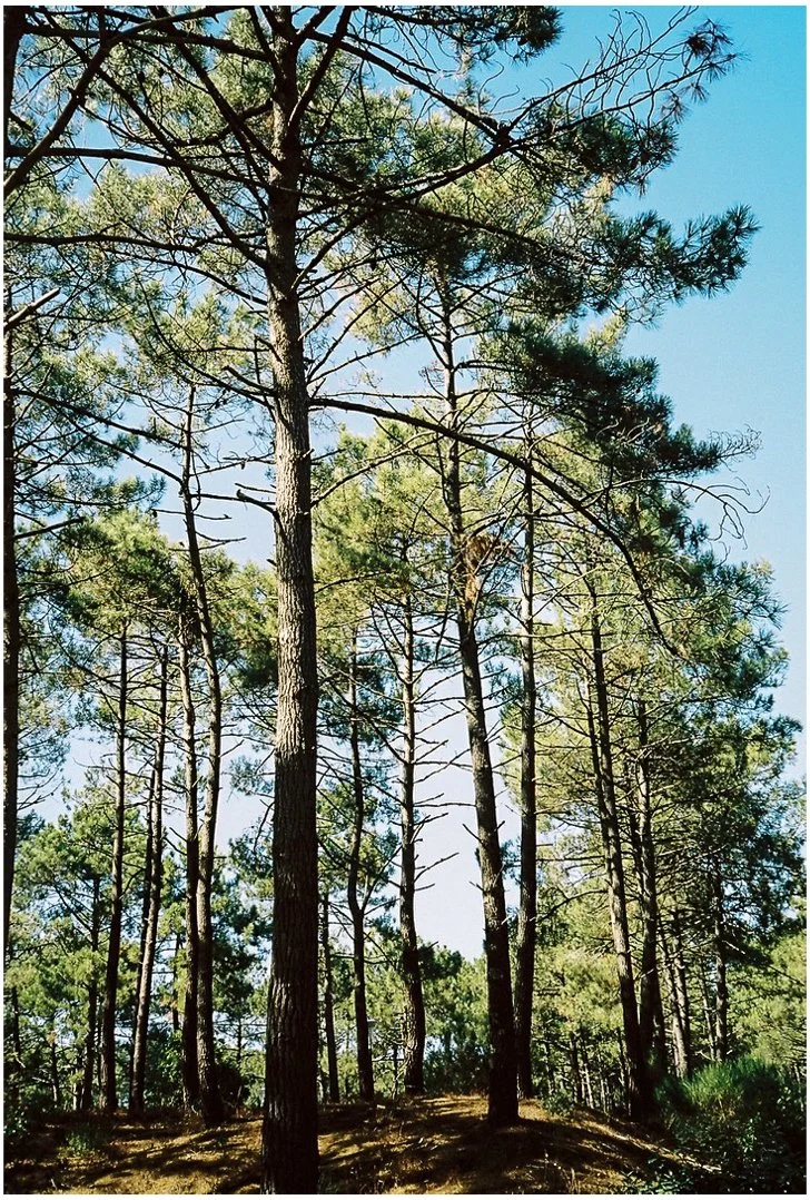 Forêt de pins avec ciel bleu en arrière-plan.