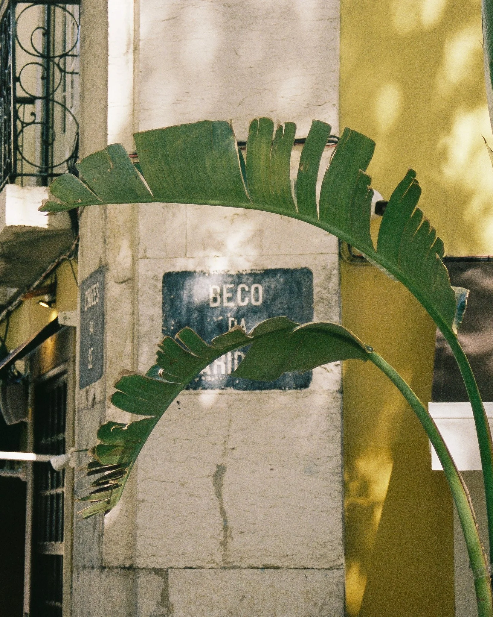 Feuille de palmier devant un mur avec un panneau en espagnol partiellement visible