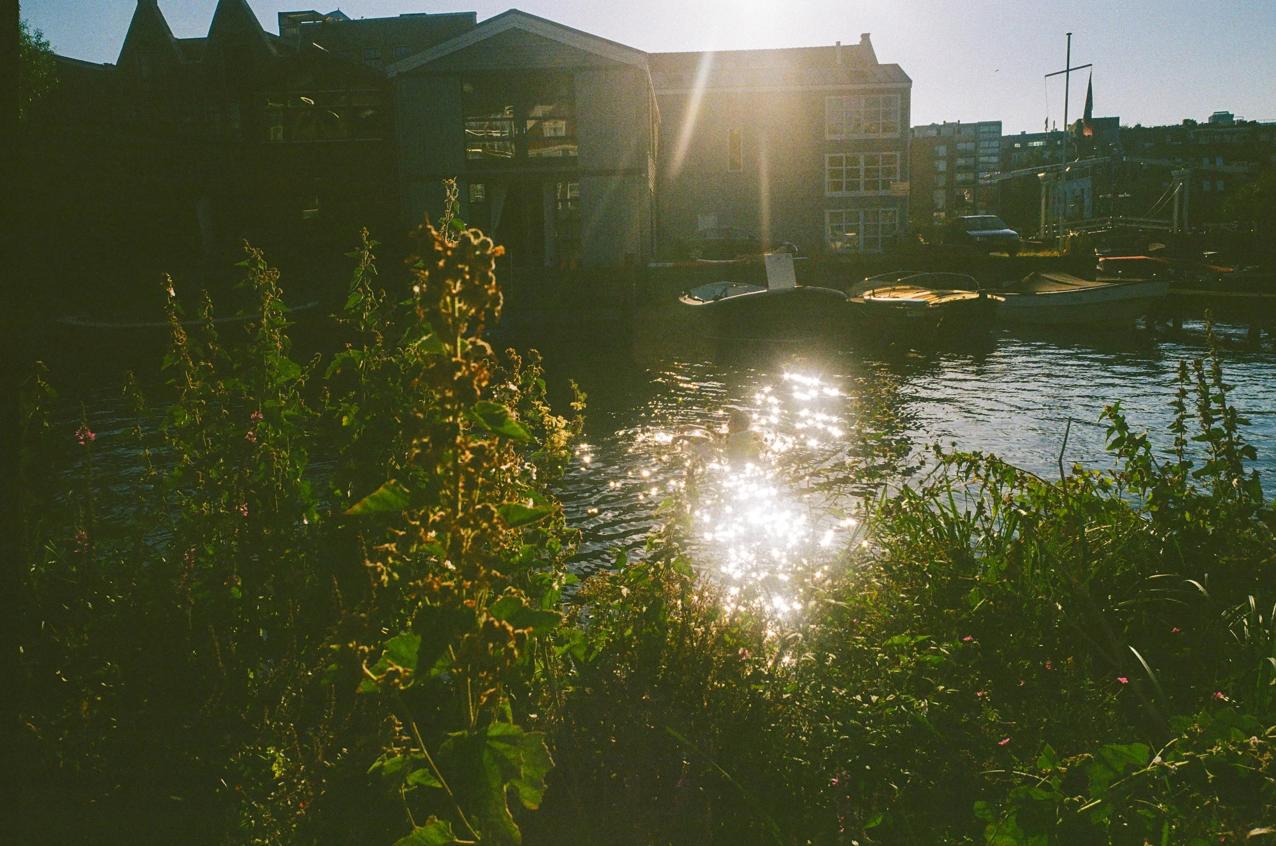 Scène en fin d'après-midi avec des bateaux amarrés sur un canal urbain, des plantes en premier plan, et le soleil brillant dans le ciel, créant des reflets scintillants sur l'eau.