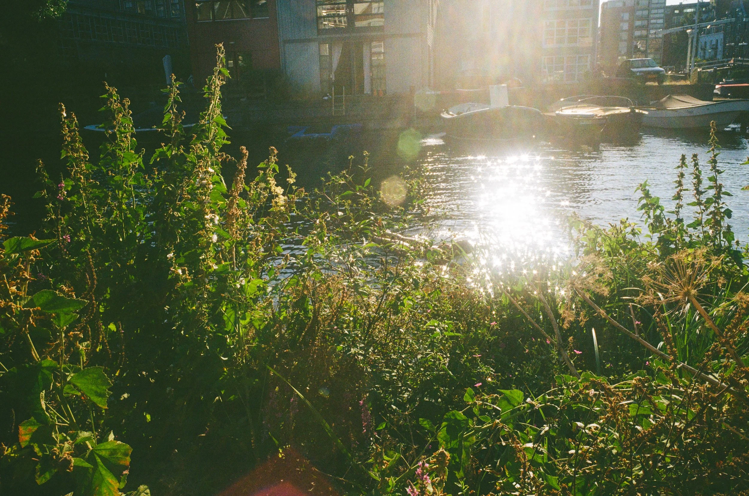 Vue d'un port avec des bateaux, des bâtiments en arrière-plan et des plantes au premier plan sous soleil brillant.
