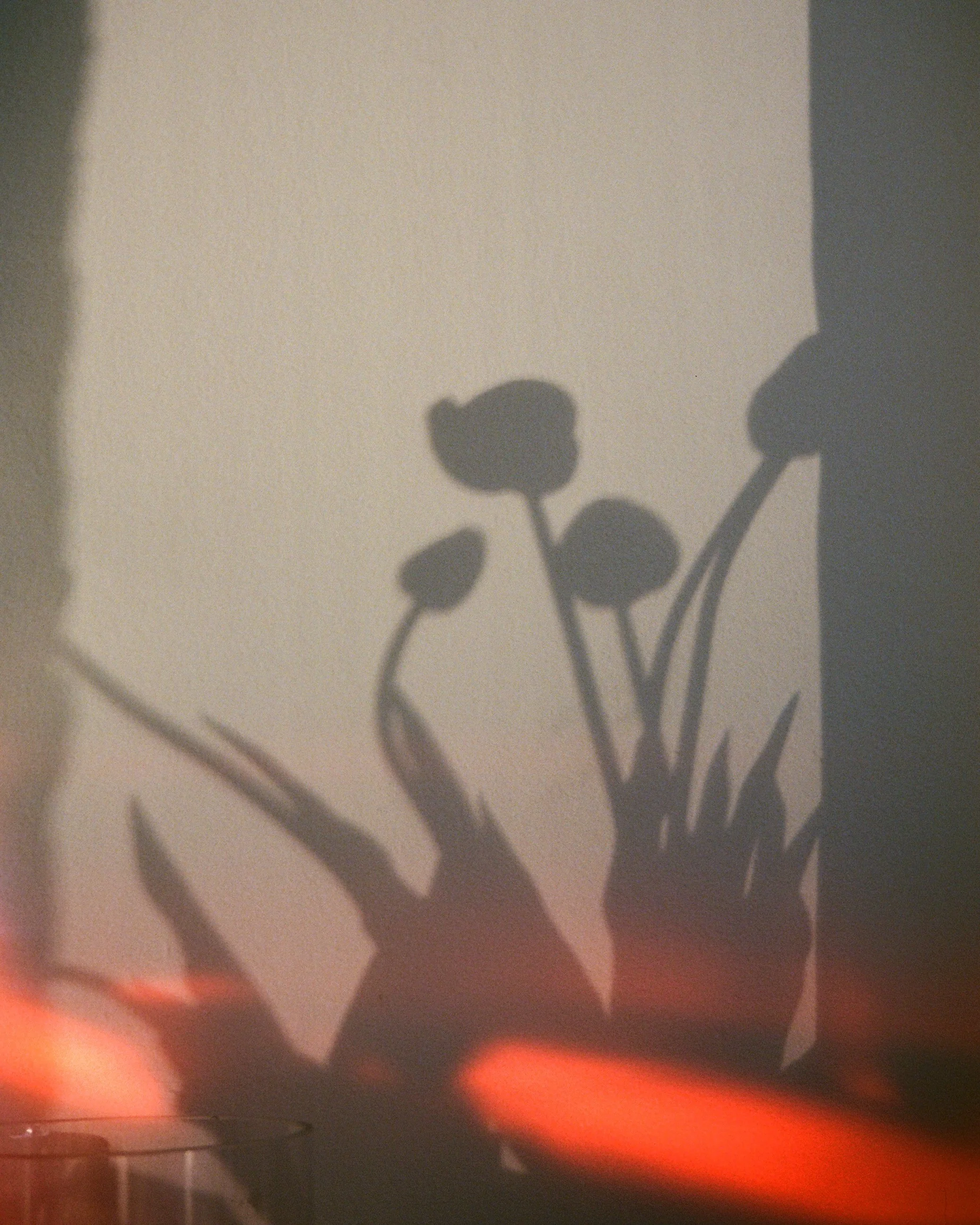 Ombres projetées de fleurs sur un mur