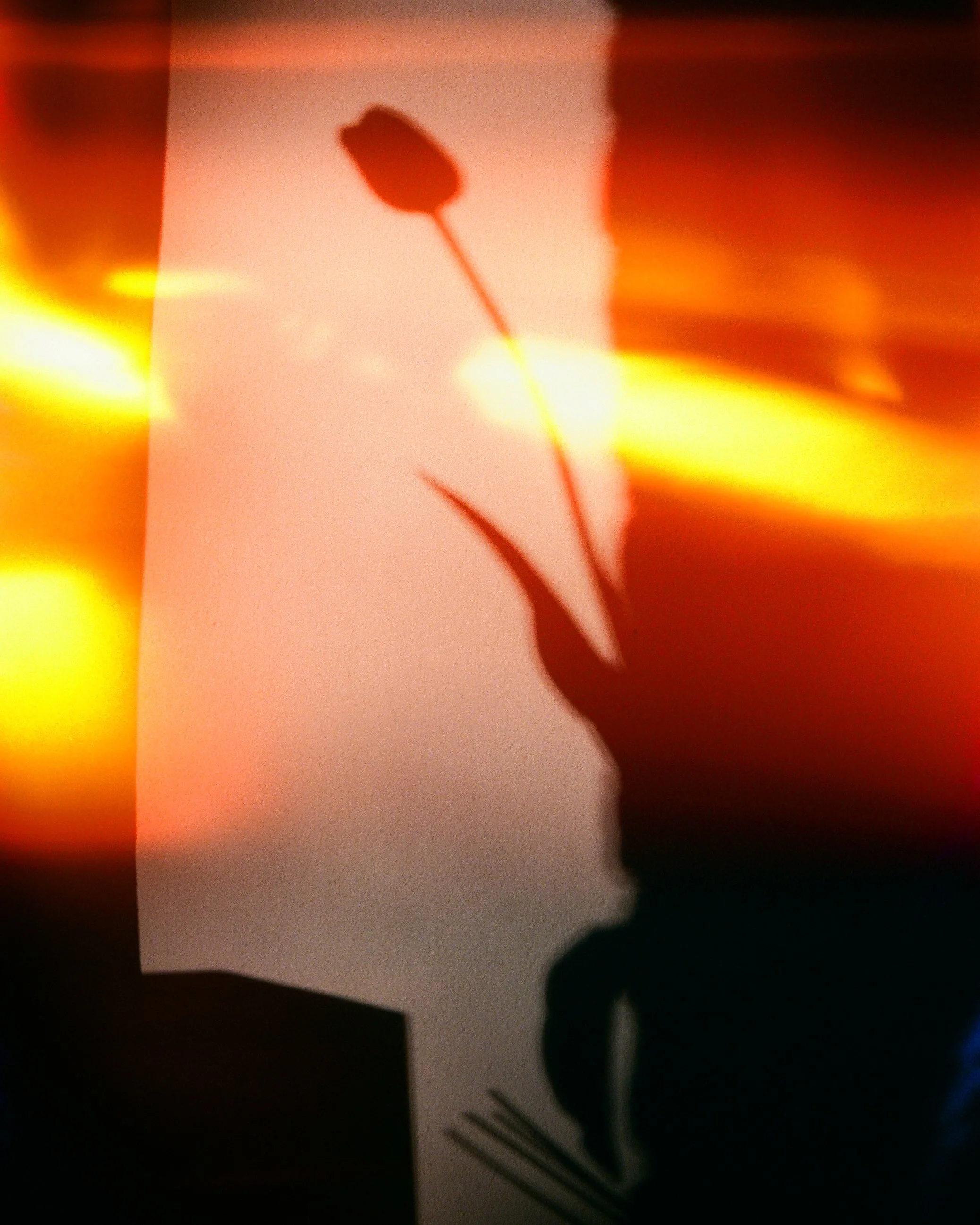 Une silhouette en ombre d'une personne tenant une rose, projetée sur un mur par une lumière orange et rouge, créant une ombre artistique.