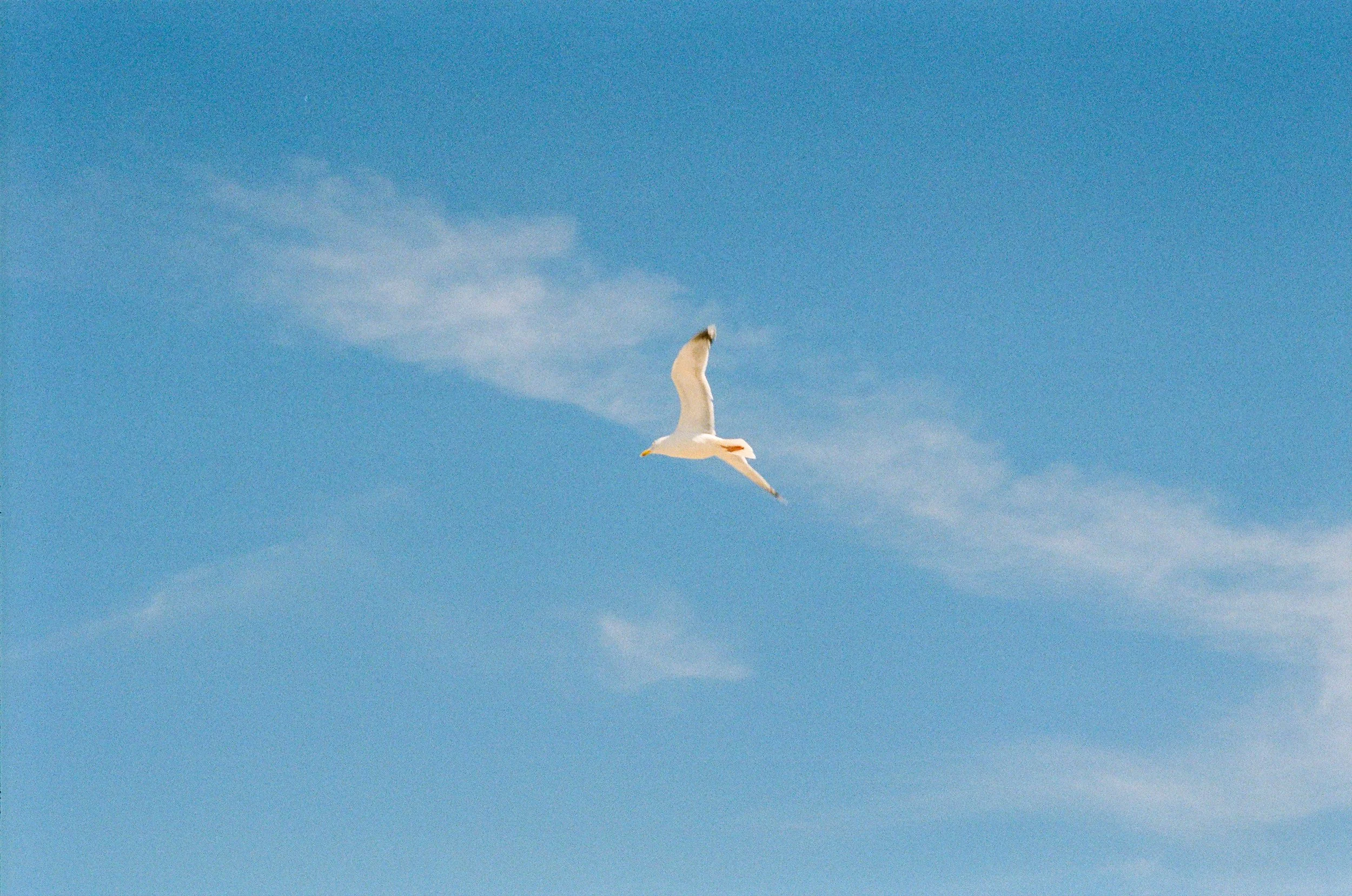 Une mouette vole dans un ciel bleu avec quelques nuages