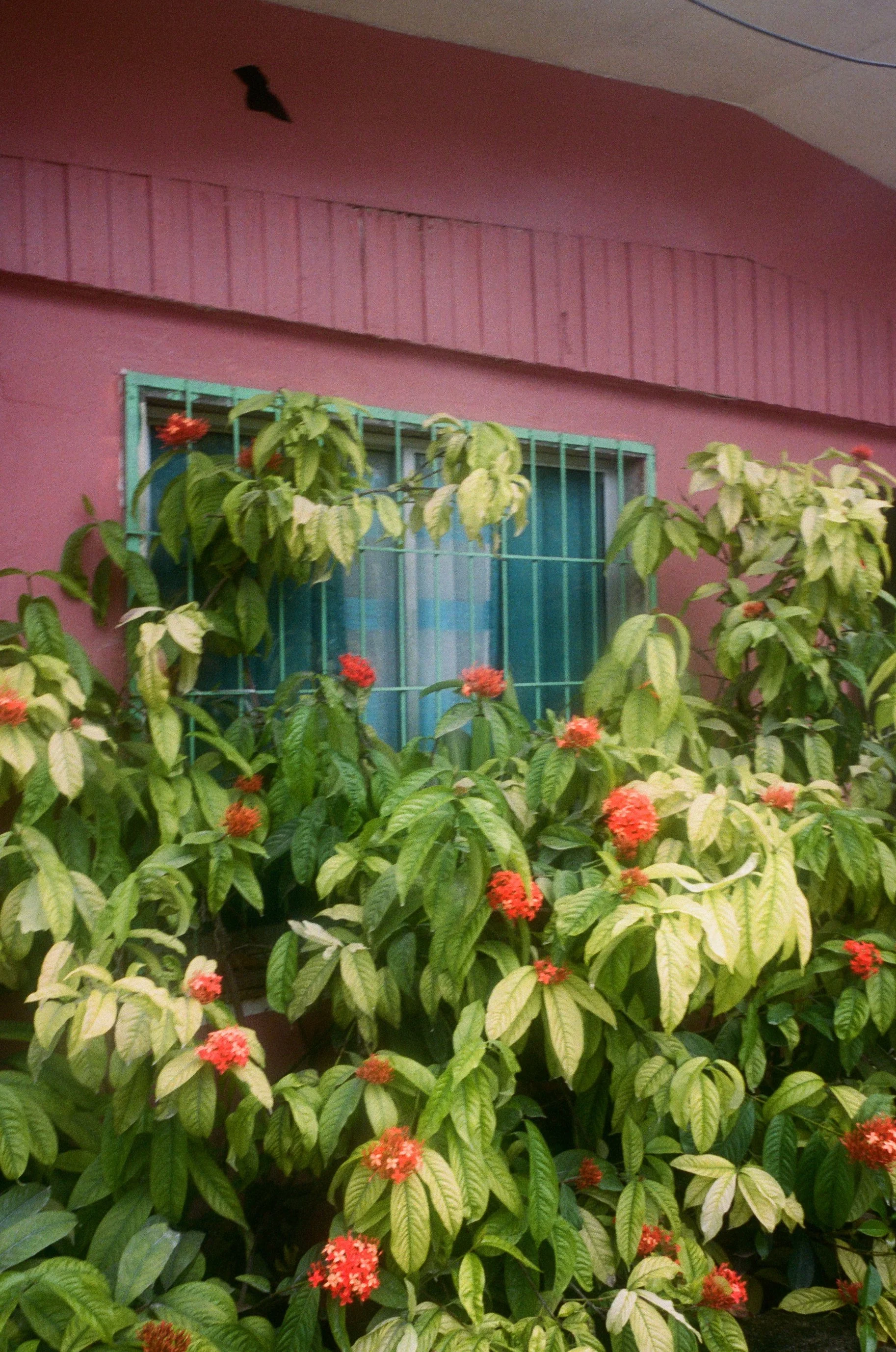 Un mur rose avec une fenêtre turquoise protégée par des barreaux, entourée de plantes à feuilles vertes et rouges