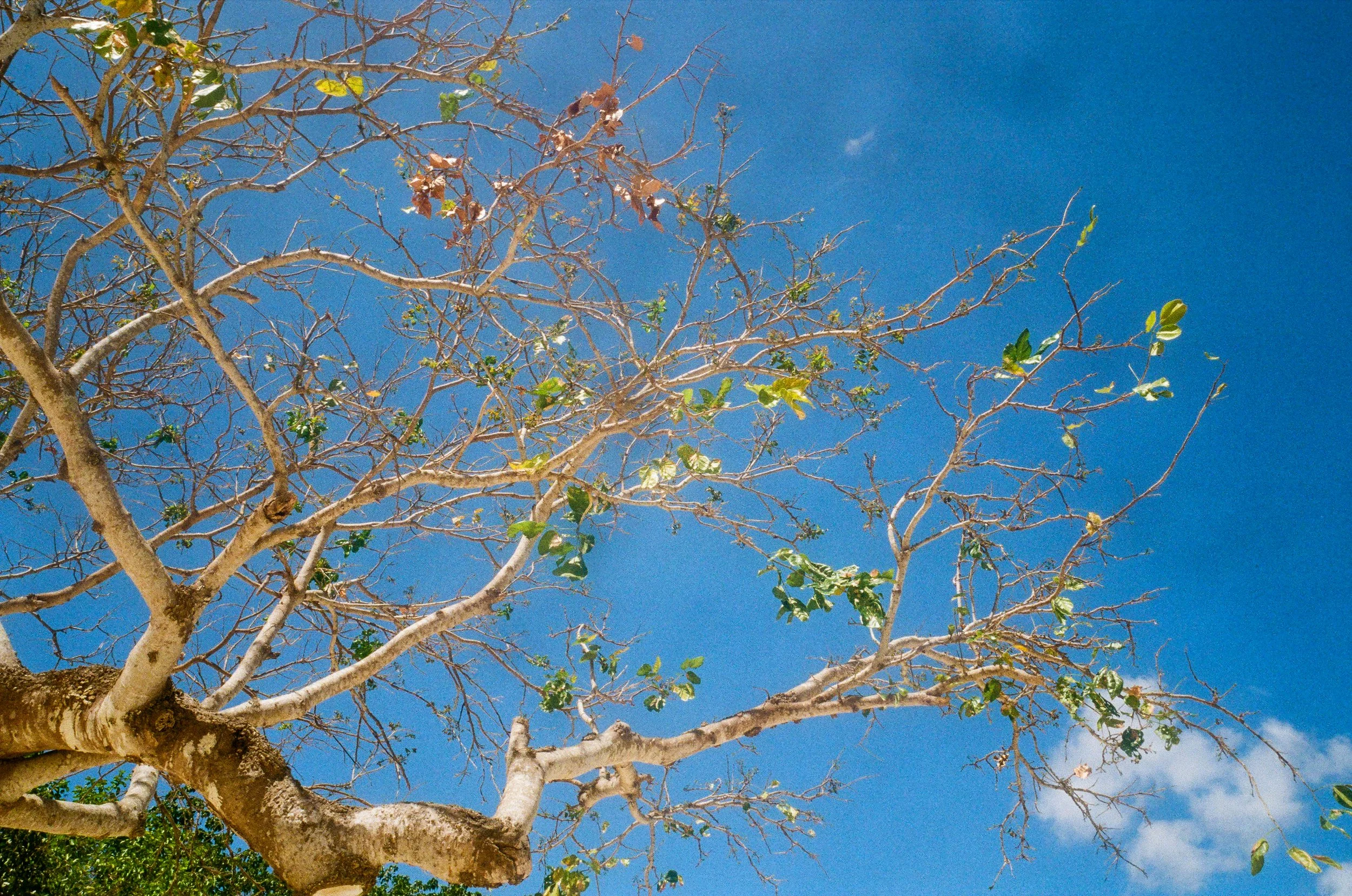 Arbre avec plusieurs branches, quelques feuilles vertes, sous un ciel bleu avec peu de nuages.