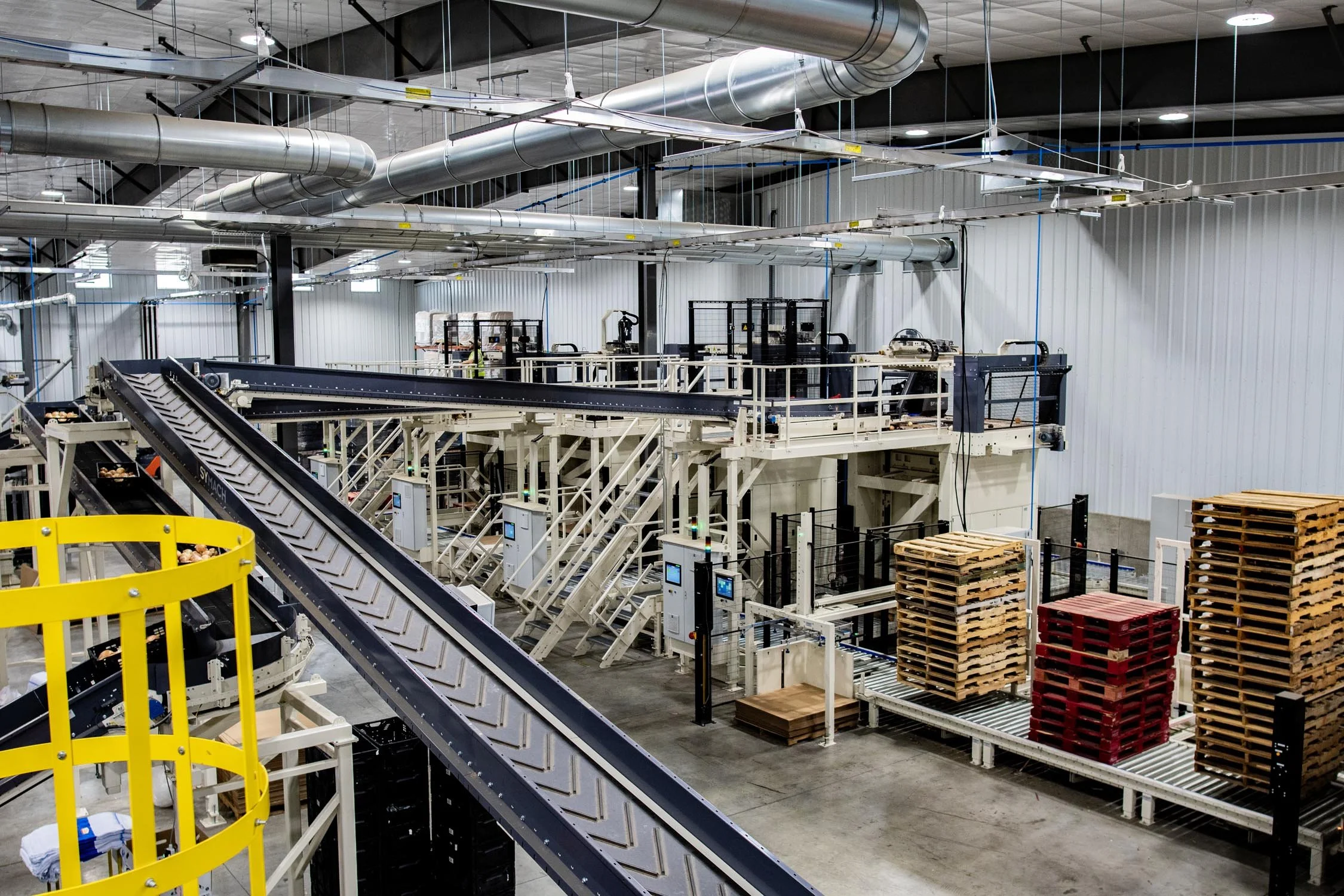 Eqraft_Modesta_Symach_Biometic_Eqrader_Optical_Onion_Potato_Grader_Binhandling_Combination_Scale_Weigher_Baxmatic_Autobagger_Cratefiller_Consumer_Packs_Baling_Line_05_Blue_Sky_Onions_NC1B_0730.jpg