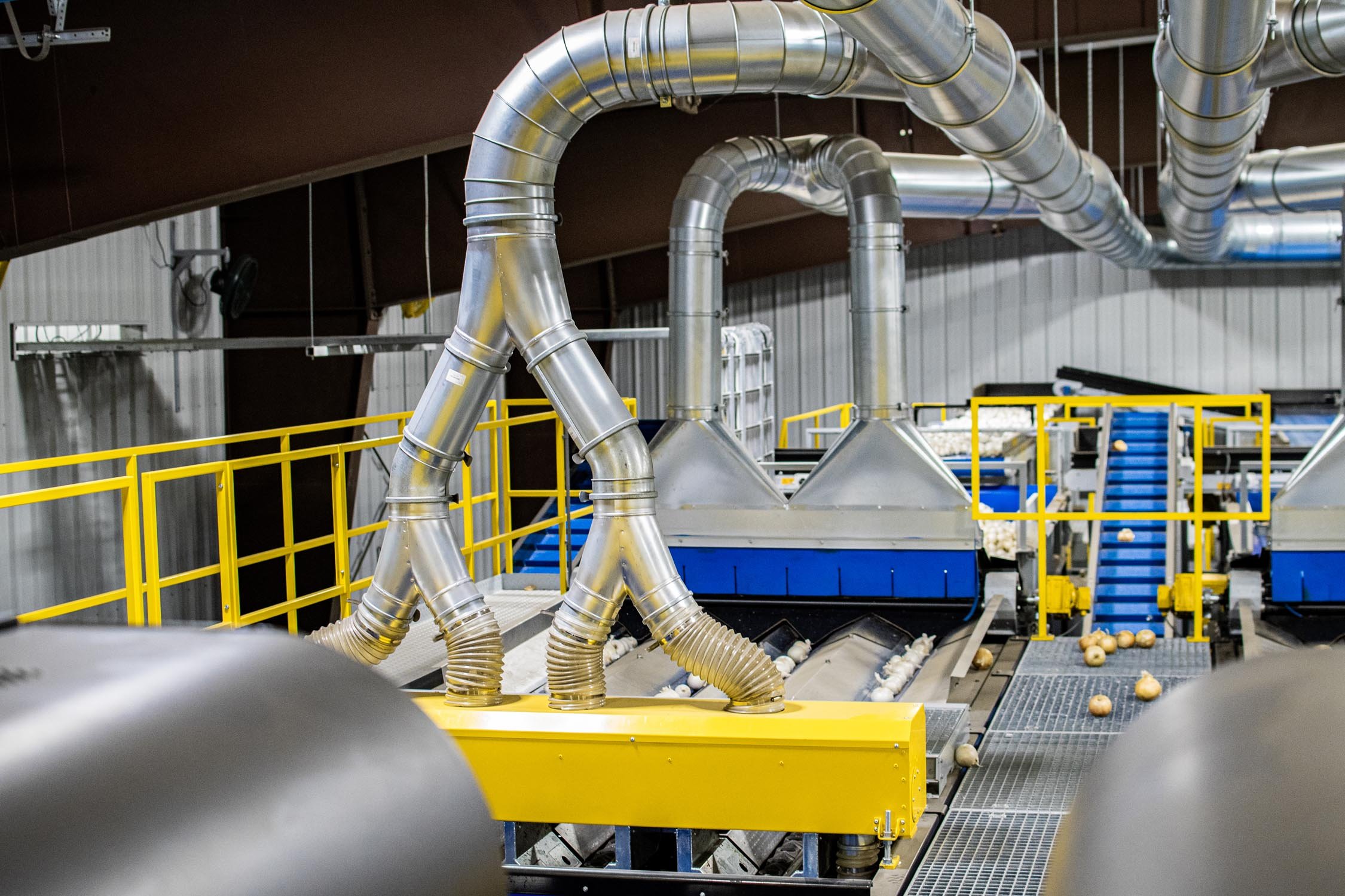 Eqraft_Modesta_Symach_Biometic_Eqrader_Optical_Onion_Potato_Grader_Binhandling_Combination_Scale_Weigher_Baxmatic_Autobagger_Cratefiller_Consumer_Packs_Baling_Line_03_Blue_Sky_Onions_NC1A_9634.jpg