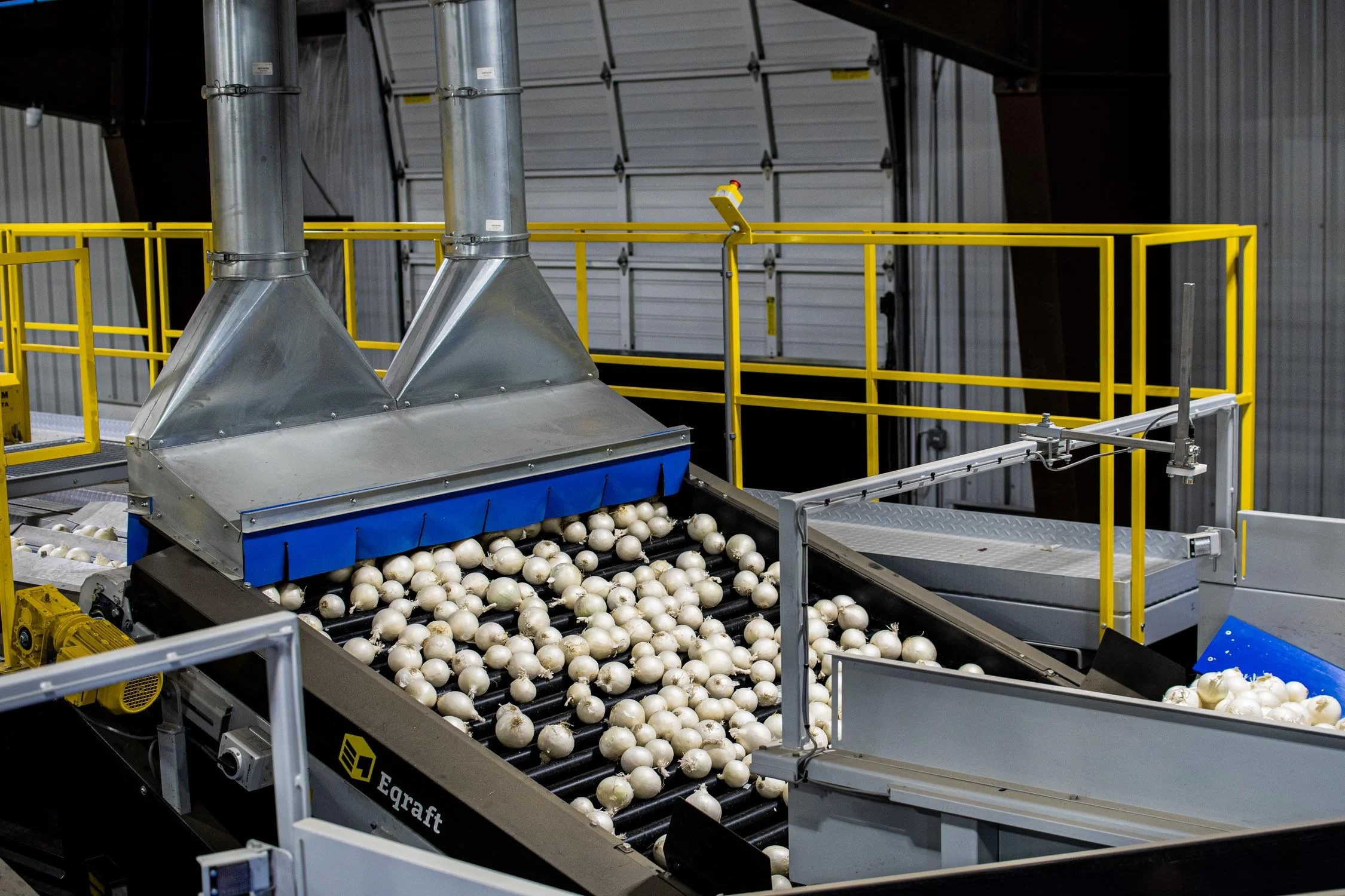 Eqraft_Modesta_Symach_Biometic_Eqrader_Optical_Onion_Potato_Grader_Binhandling_Combination_Scale_Weigher_Baxmatic_Autobagger_Cratefiller_Consumer_Packs_Baling_Line_03_Blue_Sky_Onions_NC1A_9525.jpg