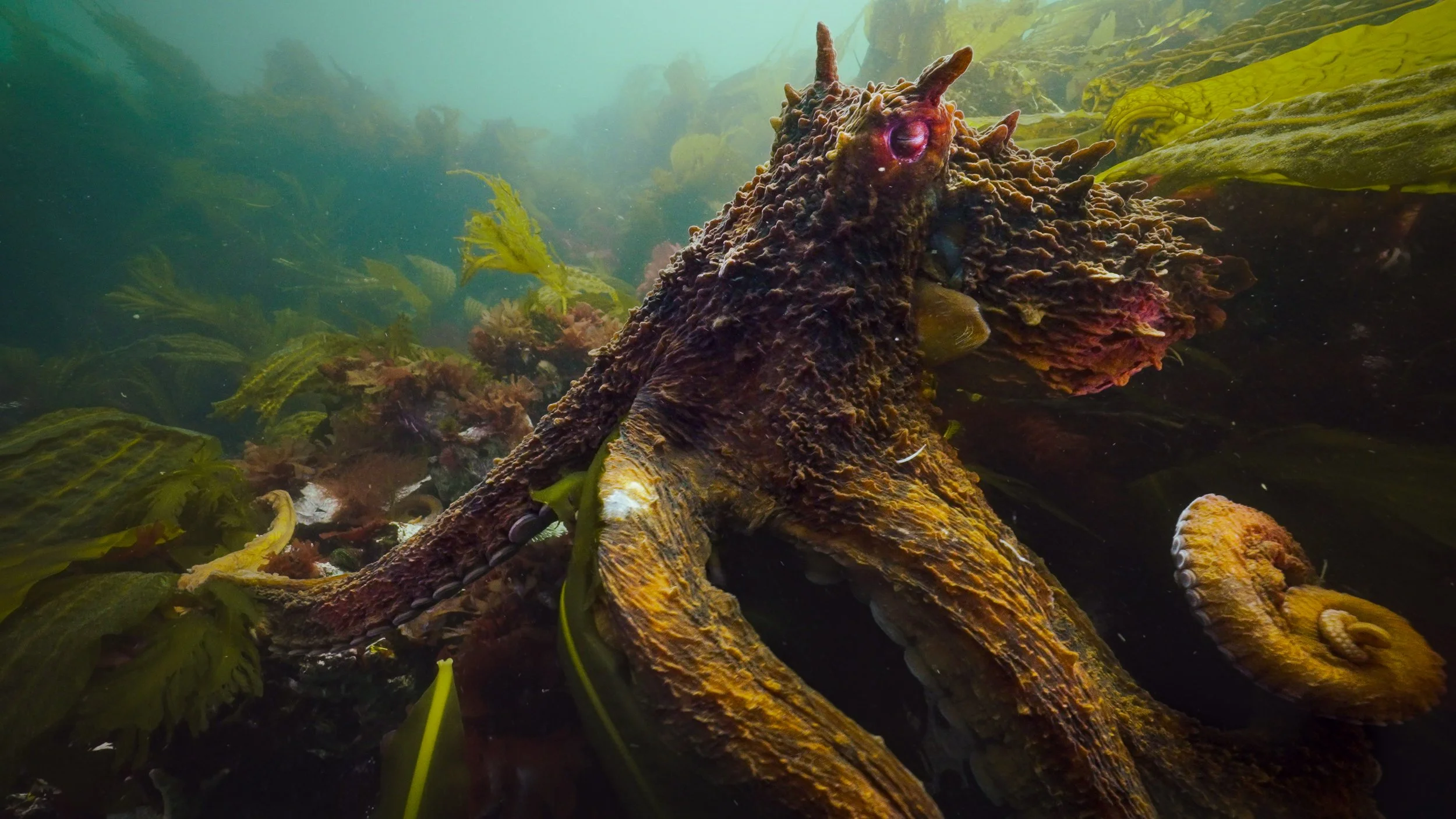 An underwater scene featuring a camouflaged octopus among seaweed and rocks.