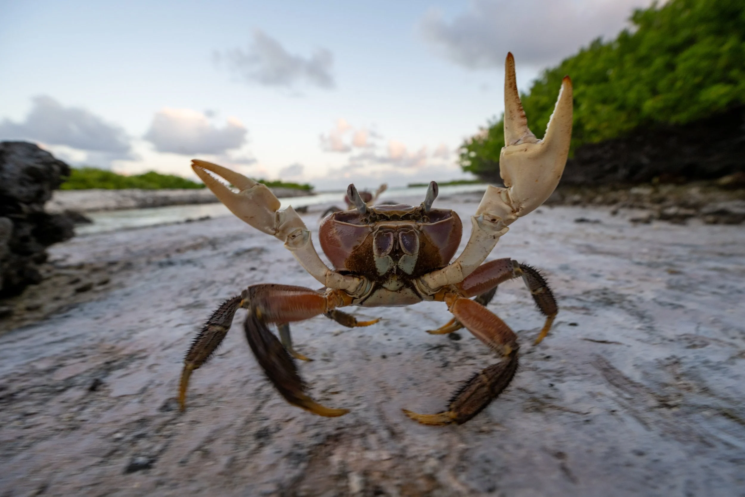 Close-up of a crab with large claws on a sandy beach, with water, island, and cloudy sky in the background.