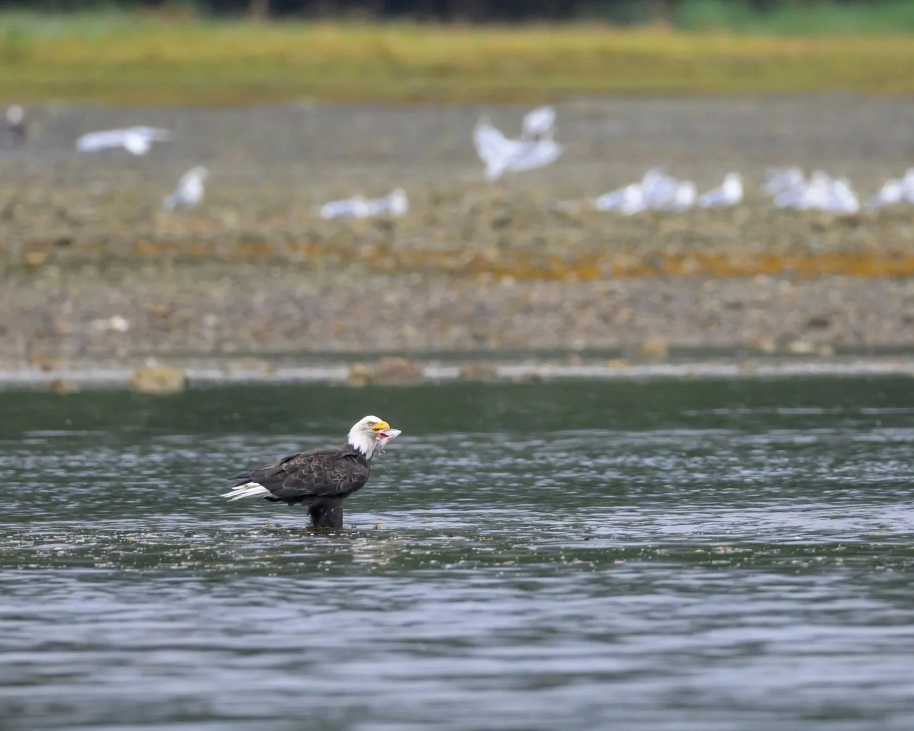 A bald eagle standing in the water holding a fish in its beak, with a rocky shoreline and seagulls in the background.