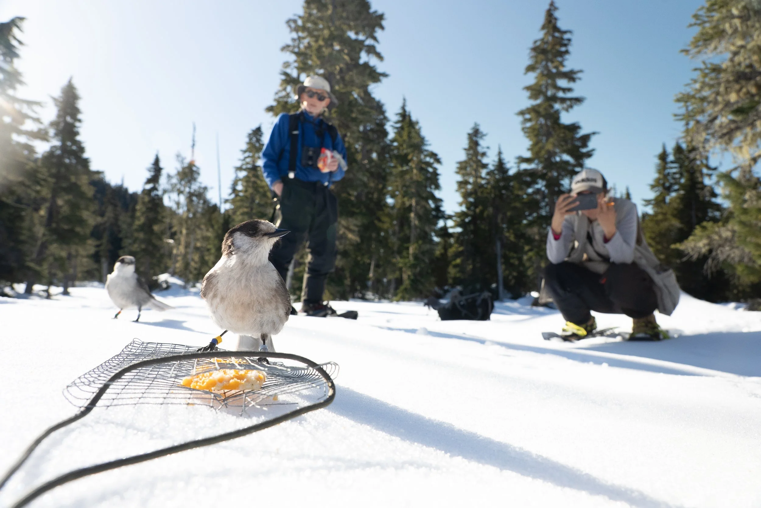 Two bird specimens on a snow-covered ground with two people in the background, one taking a photo and one standing, surrounded by tall pine trees under a clear blue sky.