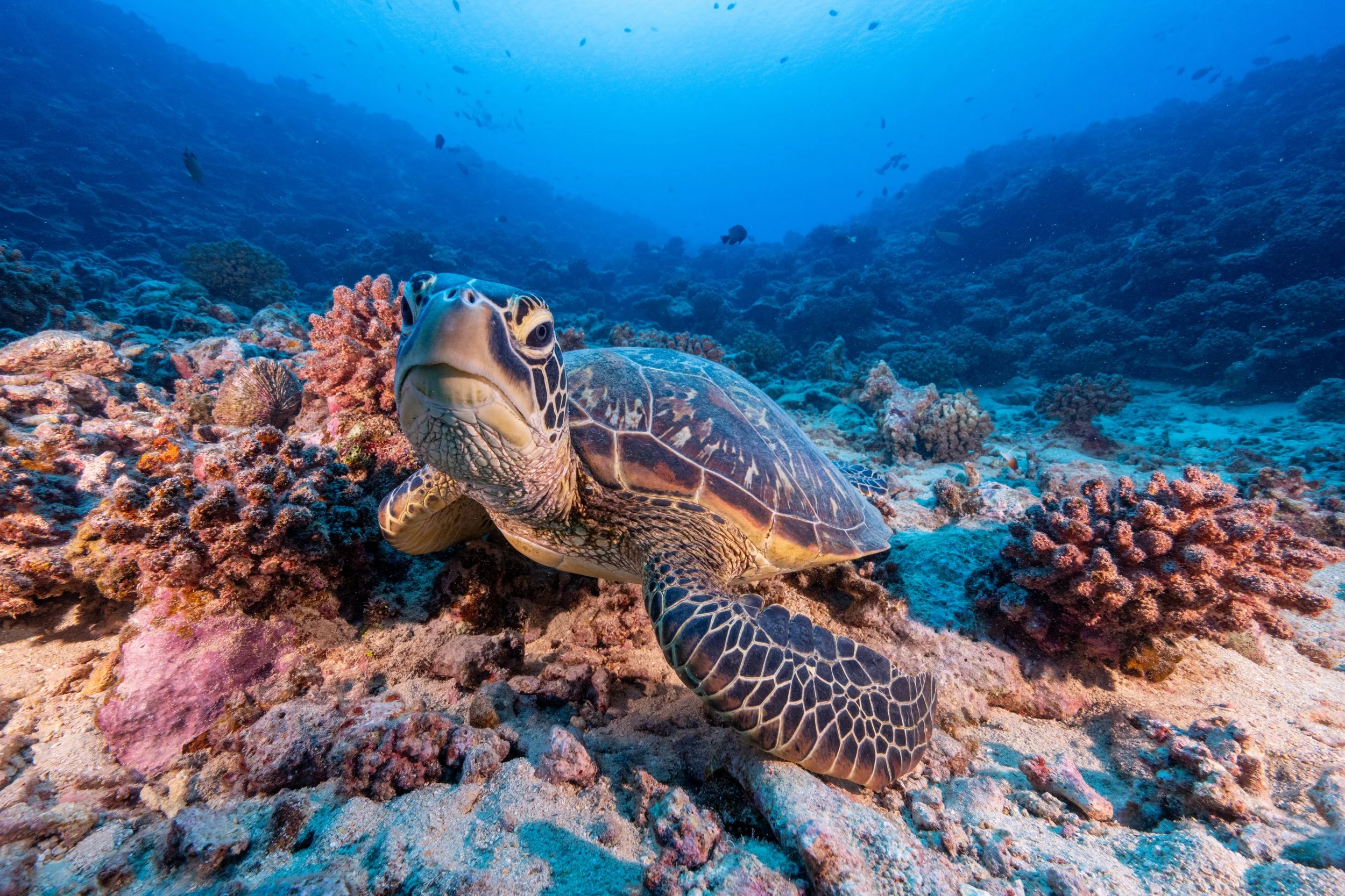 Northern Lights-7096.jpg