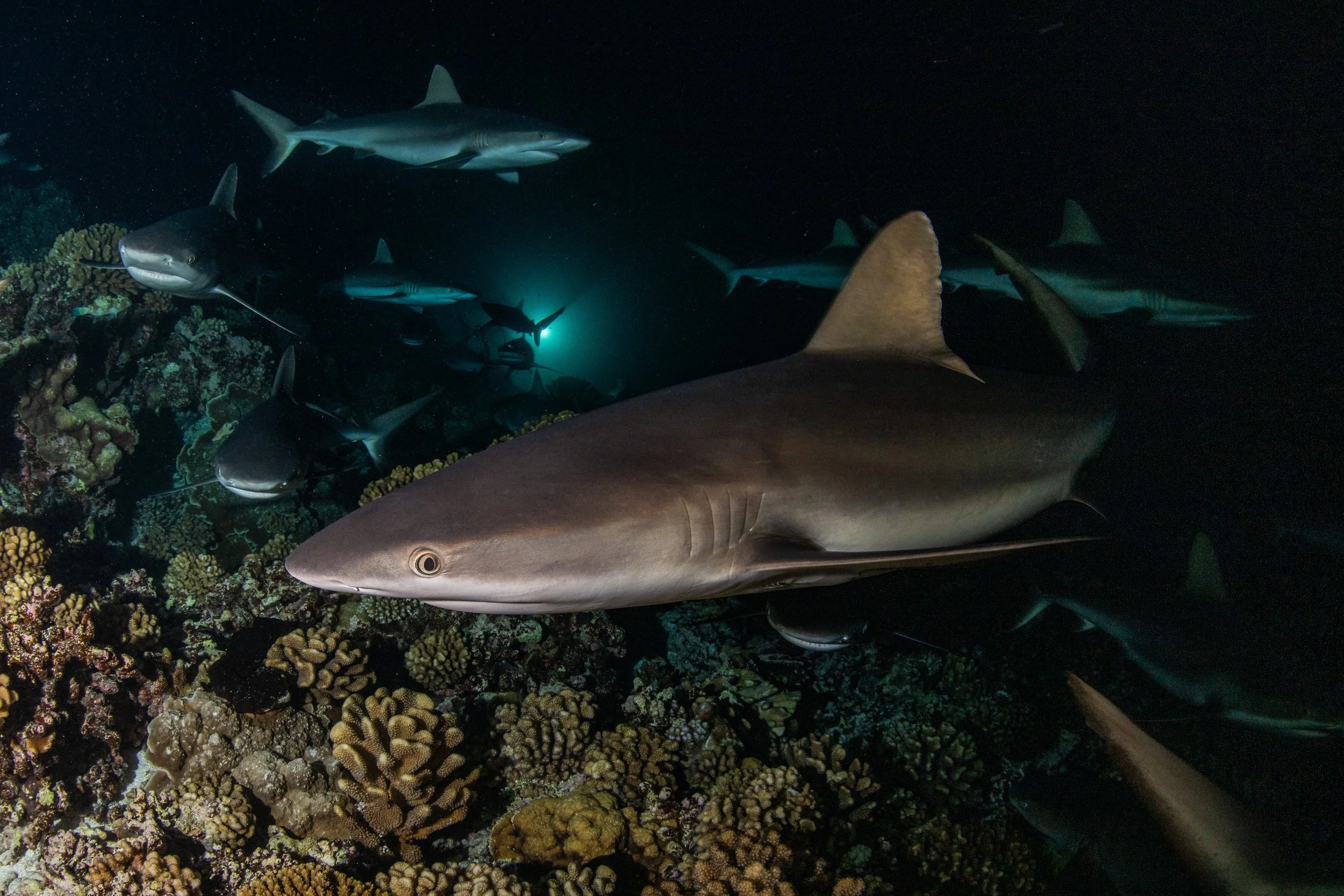 Underwater scene featuring a large shark swimming near coral reef with smaller fish in the background.