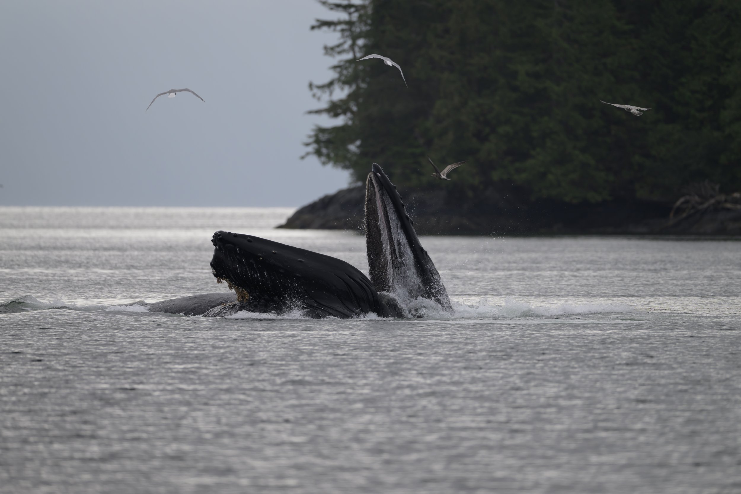 A humpback whale breaching the water surface with its mouth open, surrounded by seagulls flying above in a coastal setting with trees in the background.