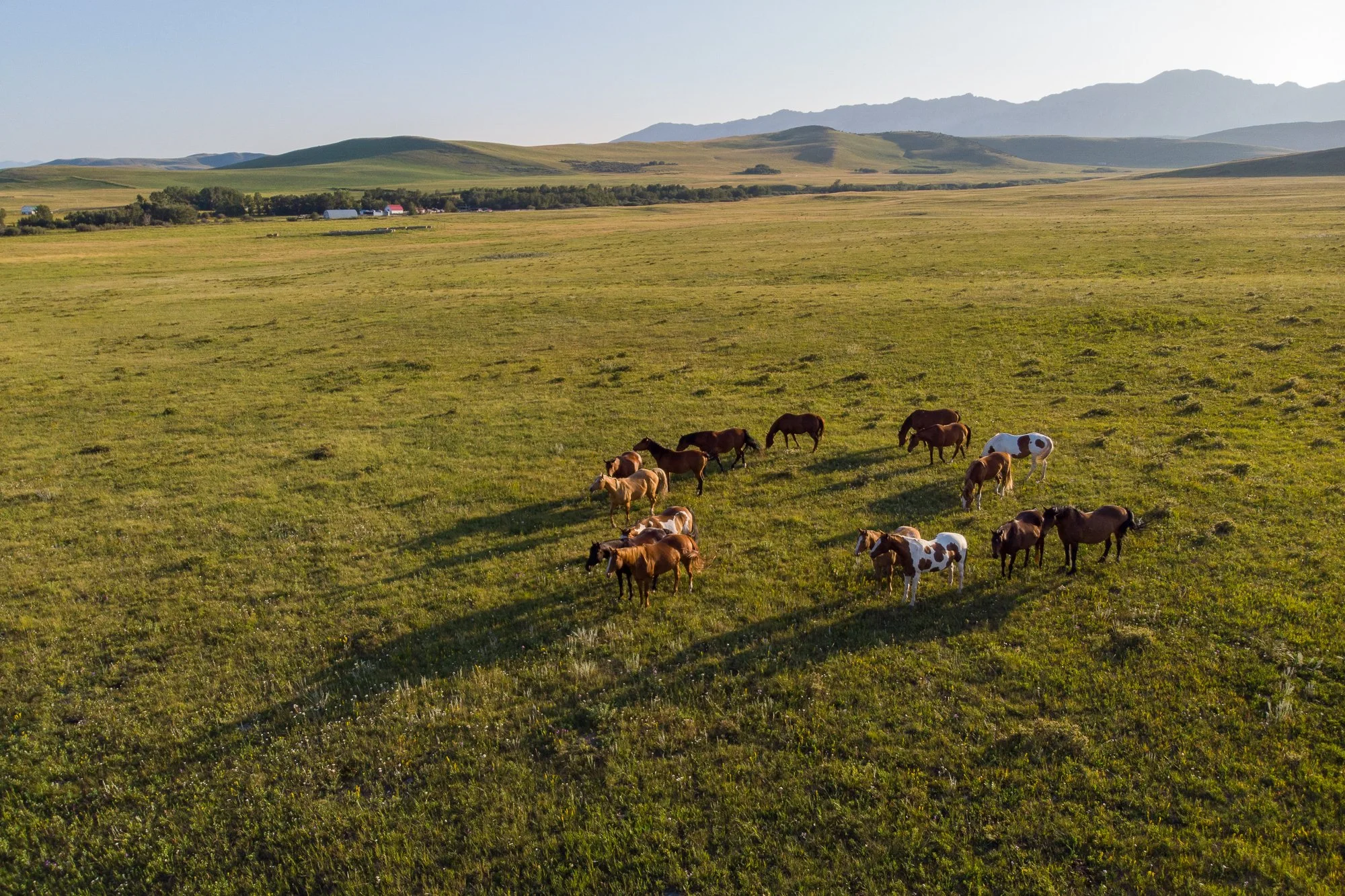 A herd of horses grazing on a green field with mountains in the background during daytime.