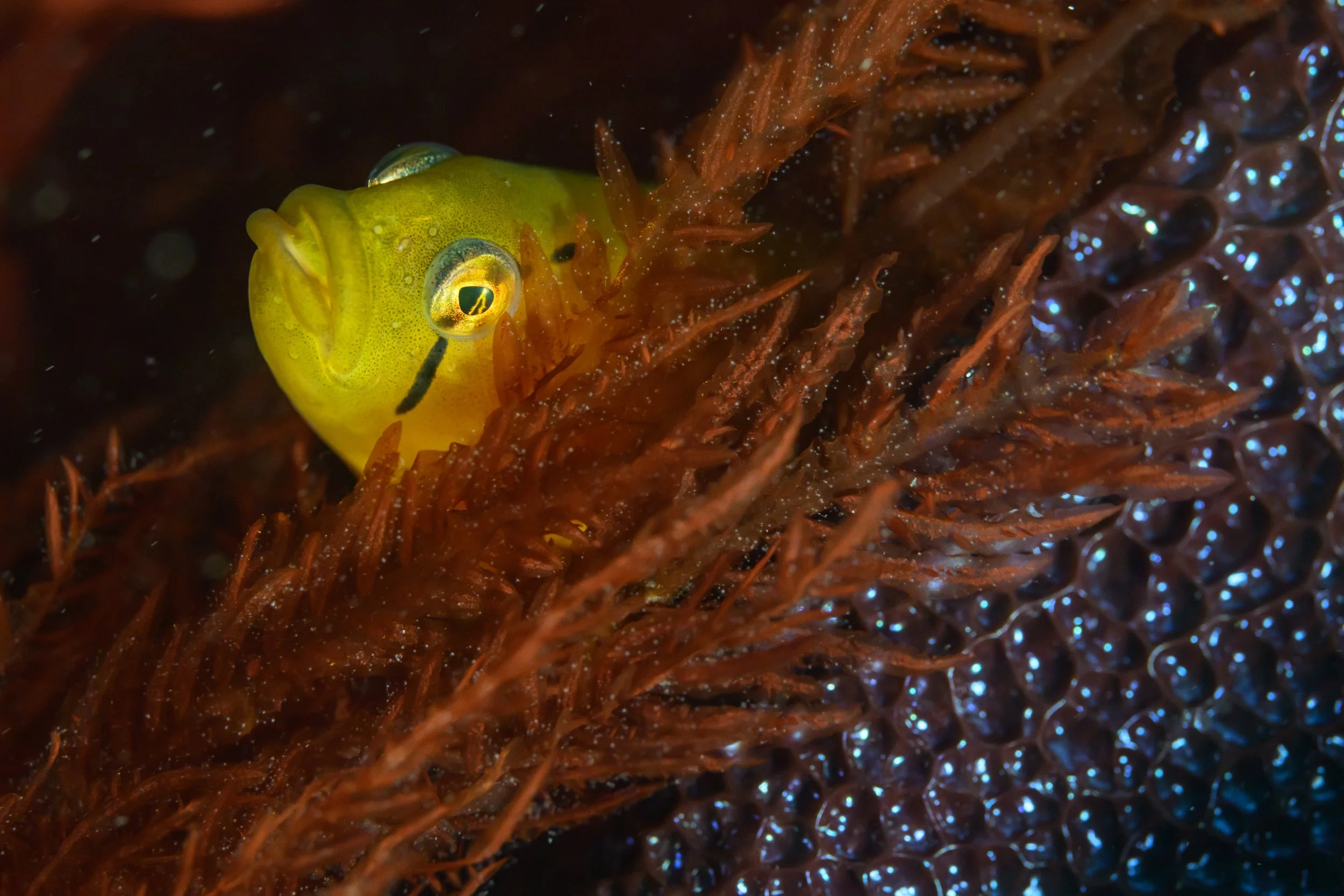 A yellow fish with large eyes and black markings swims among dark brown seaweed and bubbles.