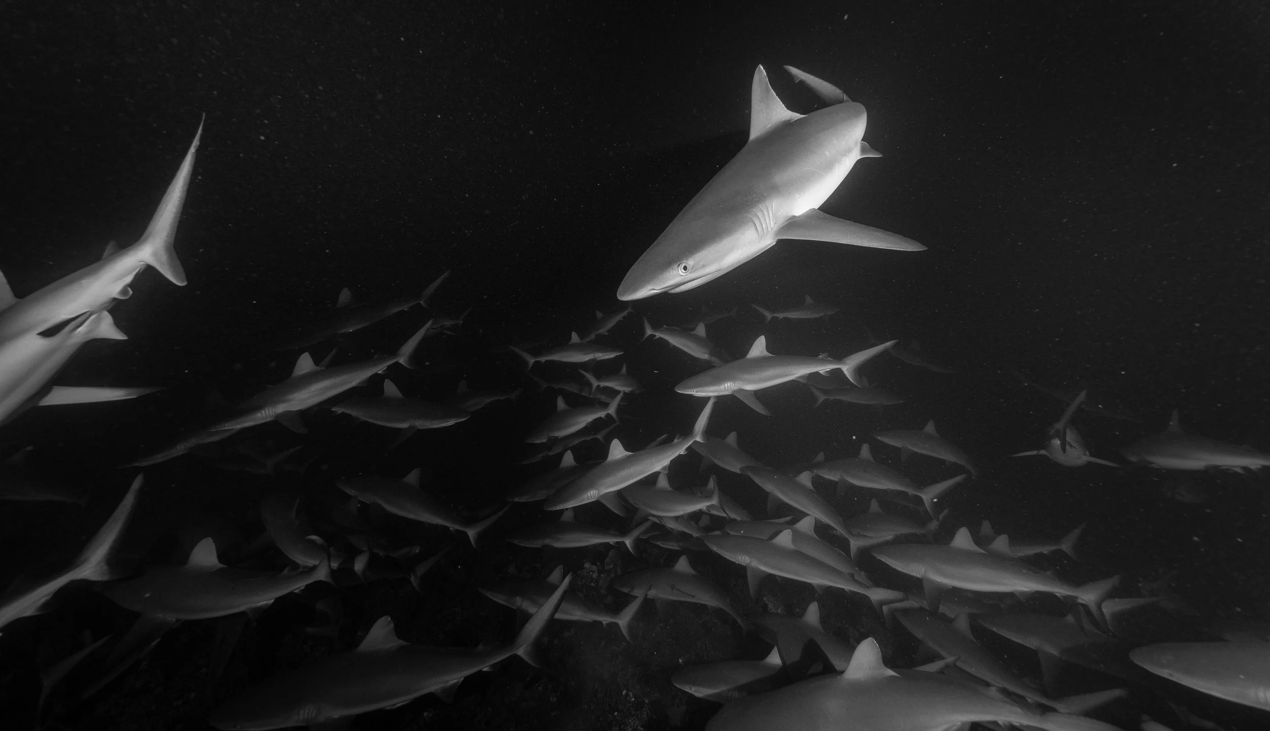 School of sharks swimming in the ocean at night.