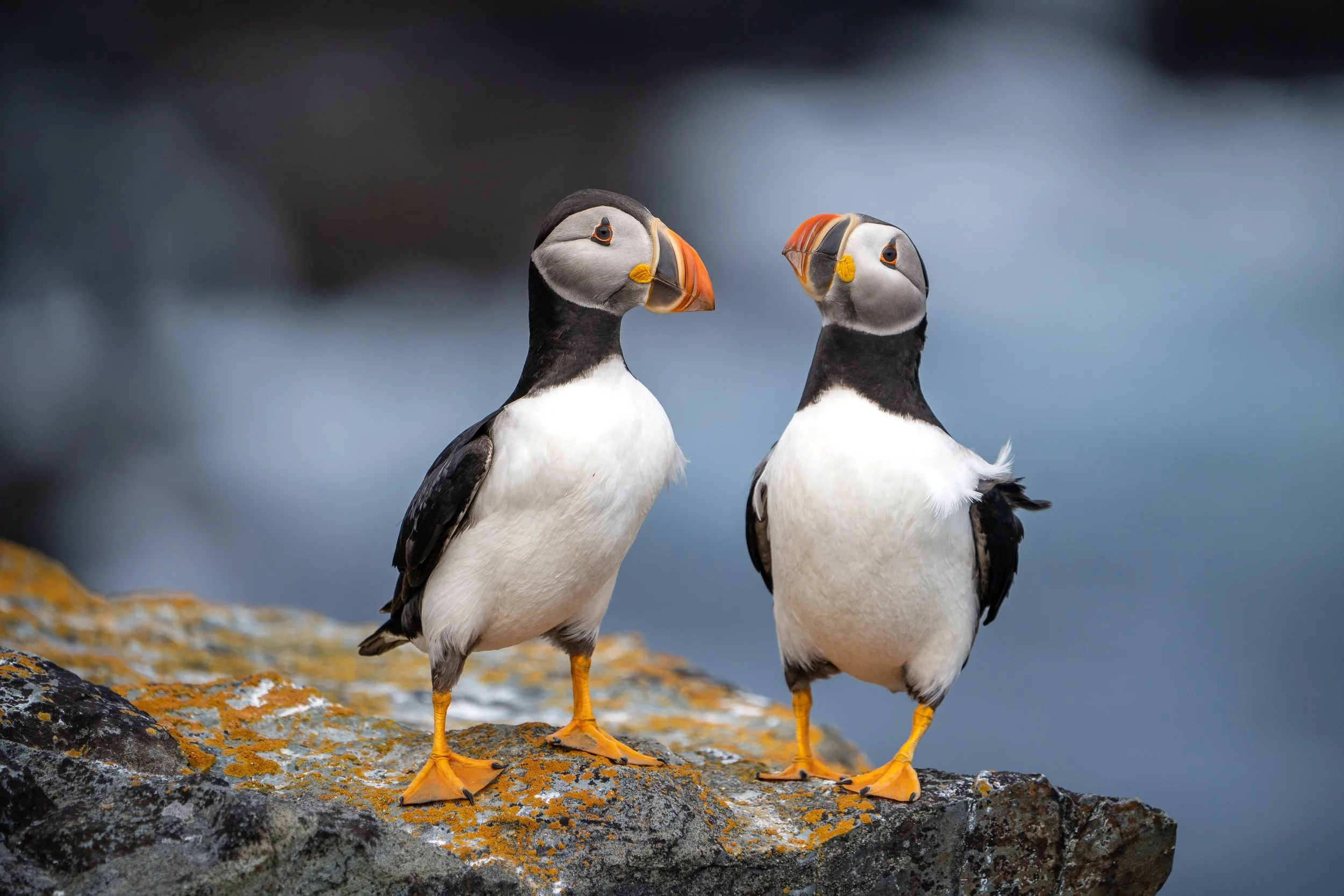 Two Atlantic puffins standing on a rocky surface near water, facing each other, with distinctive black and white bodies, colorful orange beaks, and orange feet.
