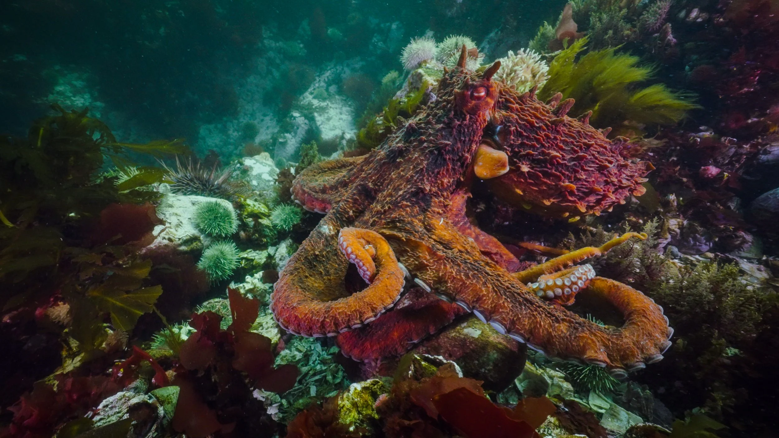 An octopus resting on the ocean floor among seaweed and coral with an underwater landscape.