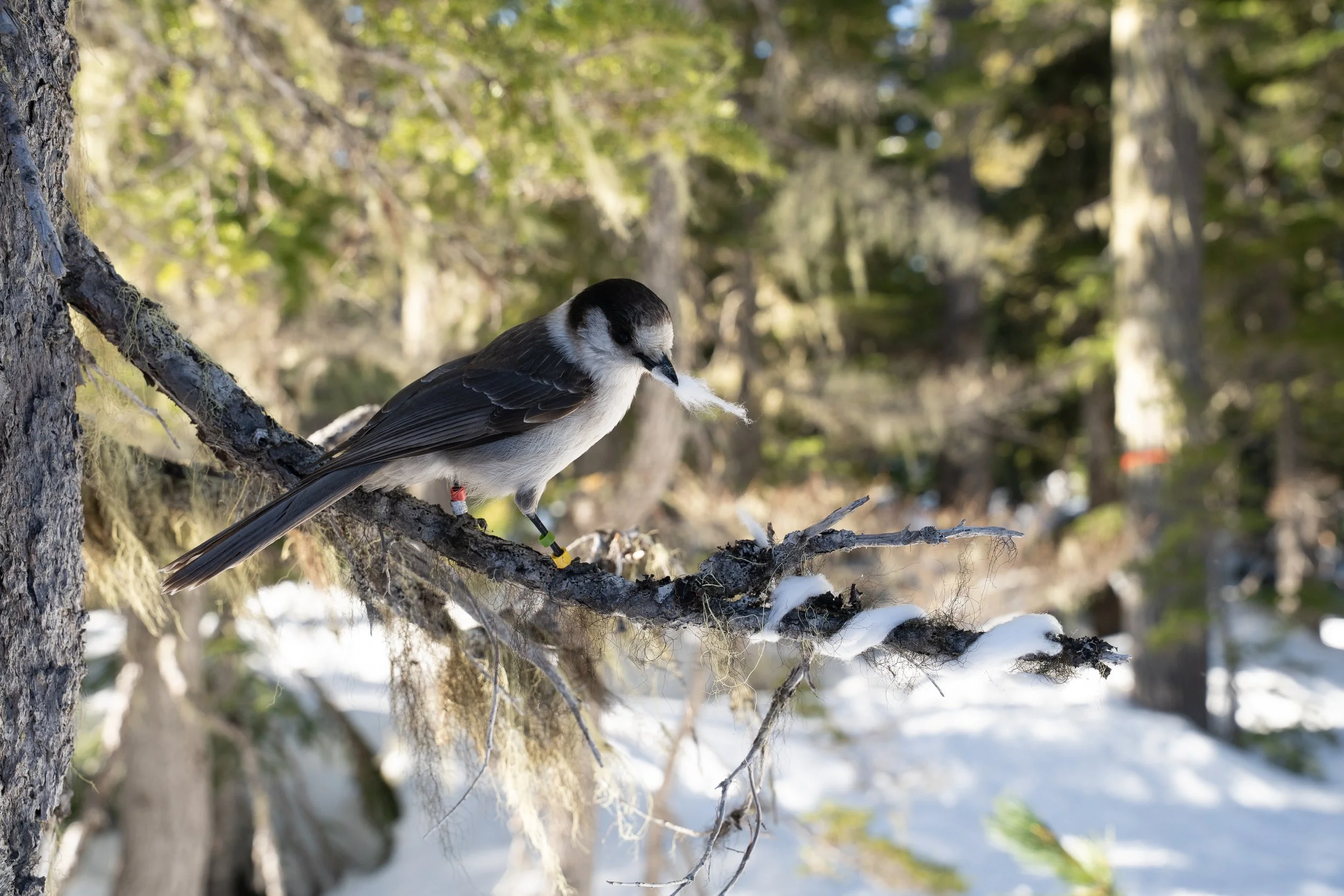 A bird perched on a tree branch in a snowy forest, holding a feather in its beak with a leg band visible.