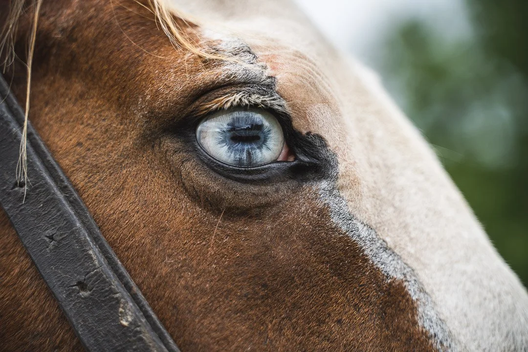 Close-up of a horse's face focusing on its blue eye and brown coat with a black bridle.