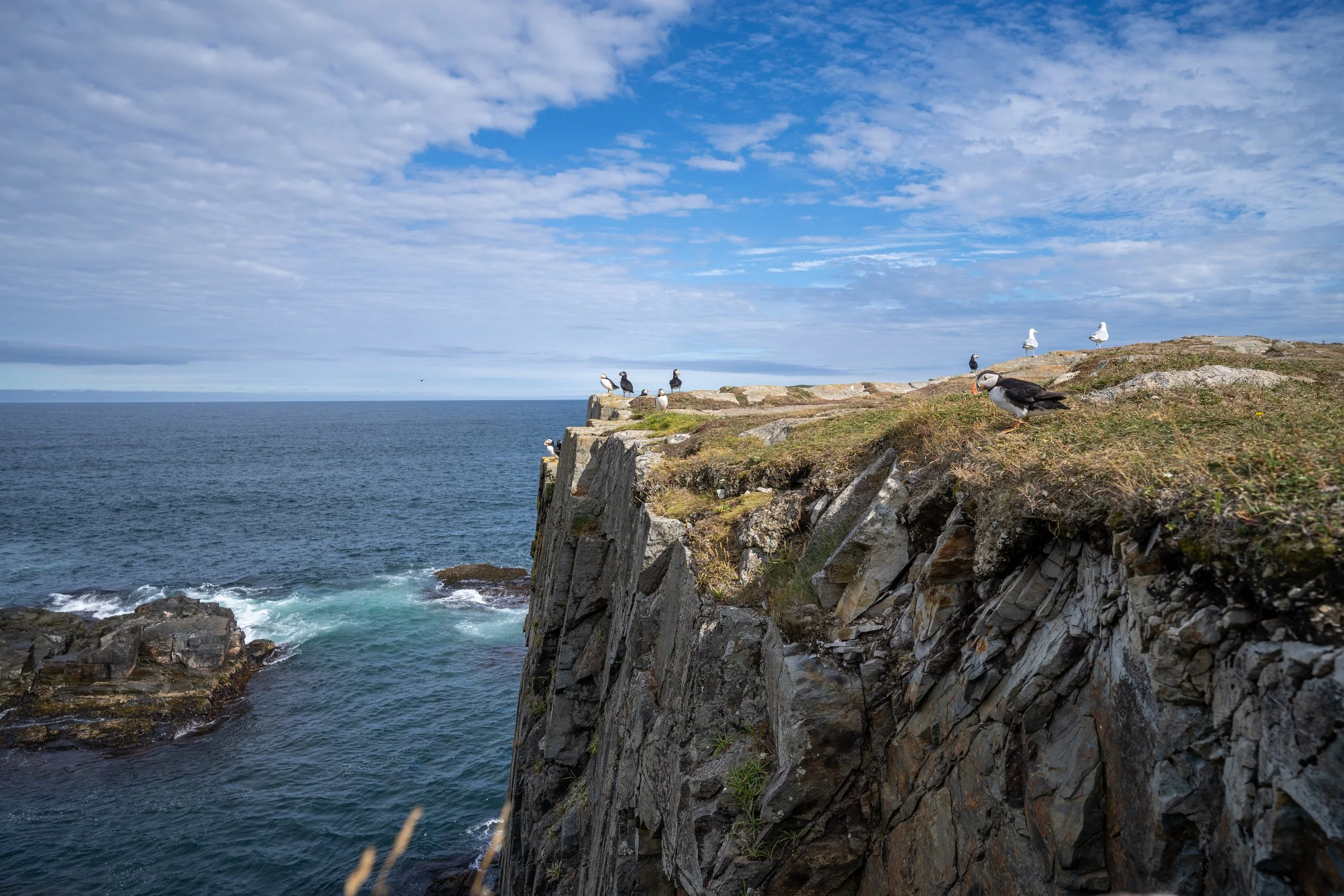 Seagulls perched on rocky cliffs overlooking the ocean under a partly cloudy sky.