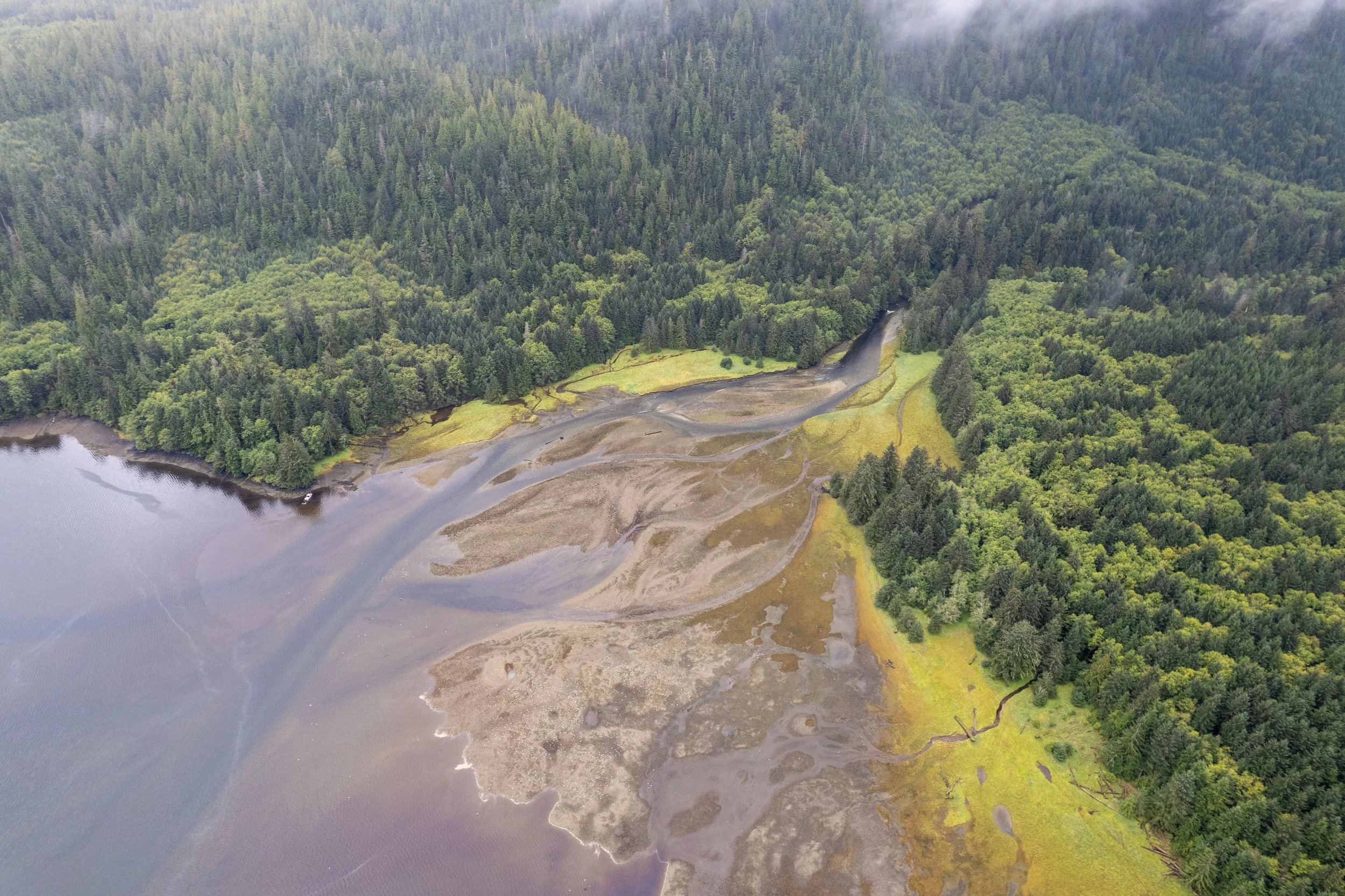 Aerial view of a landscape with a body of water on the left, shoreline with matted grass and small streams, and a dense forest of tall trees in the background.