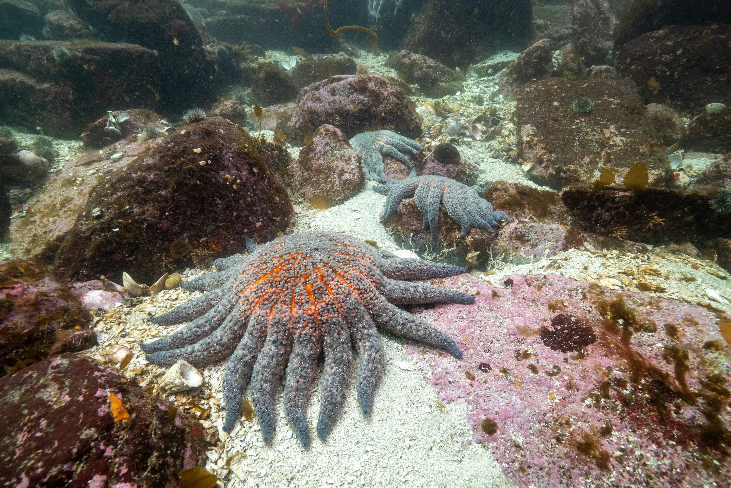 Underwater scene with sea stars and rocks on sandy ocean floor.