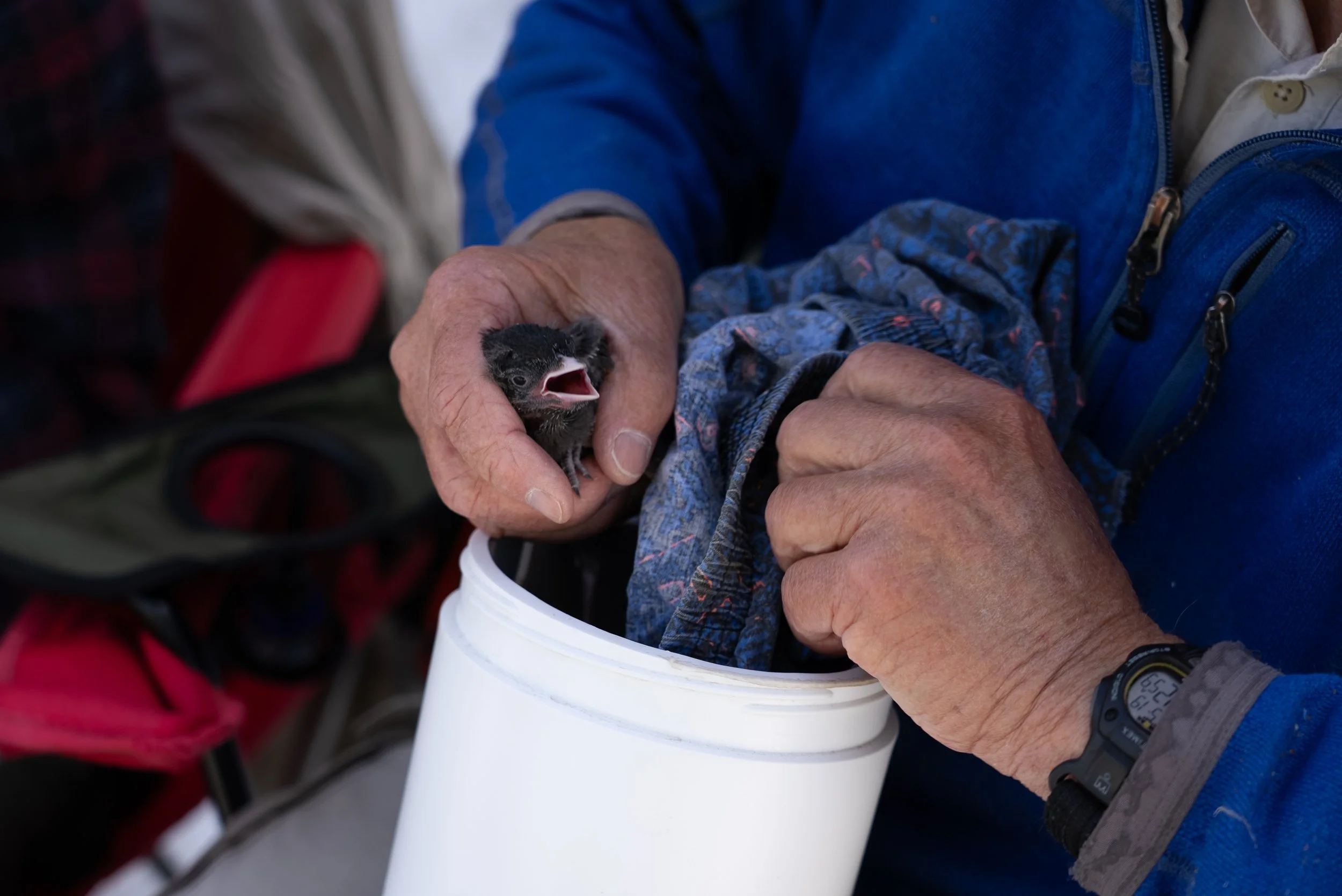 A person holding a tiny, black bird with its mouth open over a white container, with the person's other hand gripping a blue cloth.