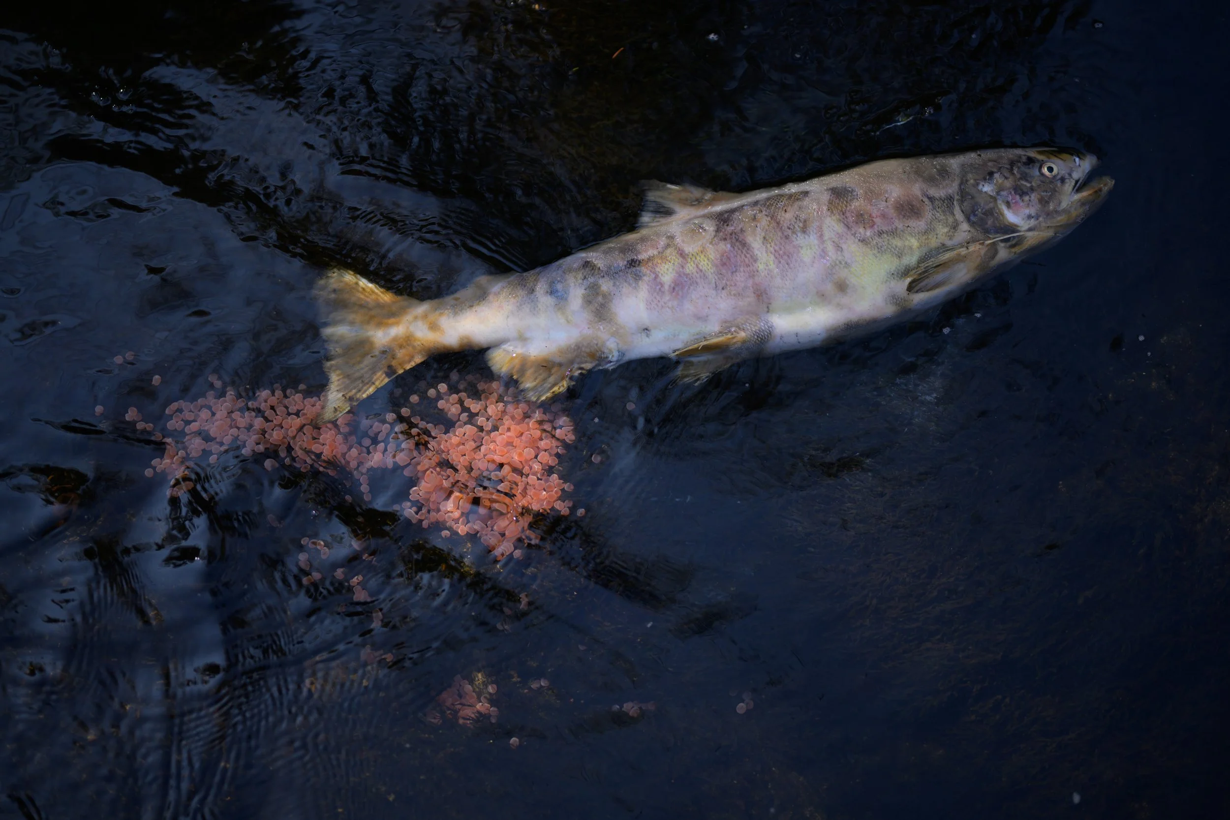 A fish swimming in dark water with pinkish eggs attached to it.