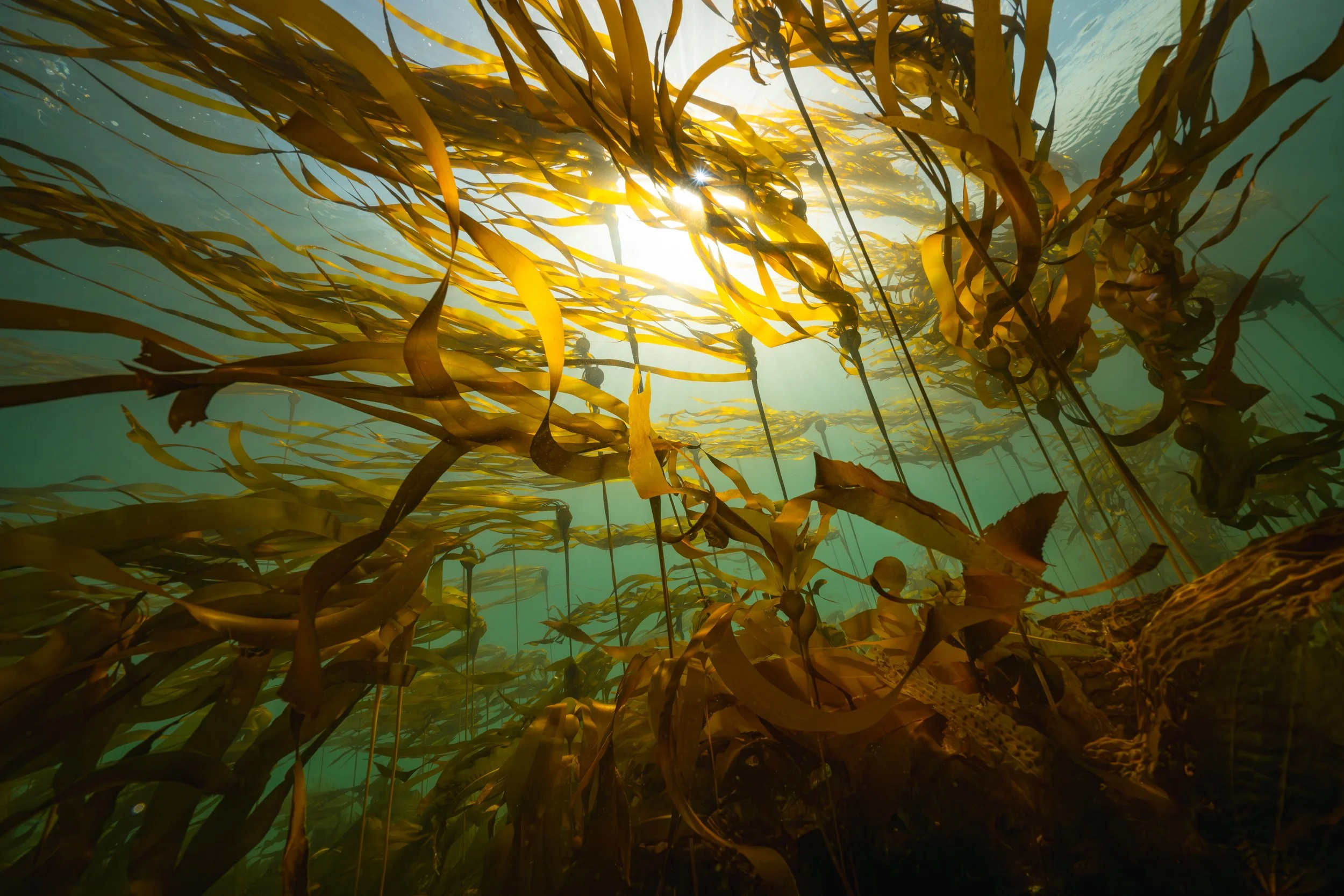 Underwater view of brown seaweed with sunlight filtering through the water.