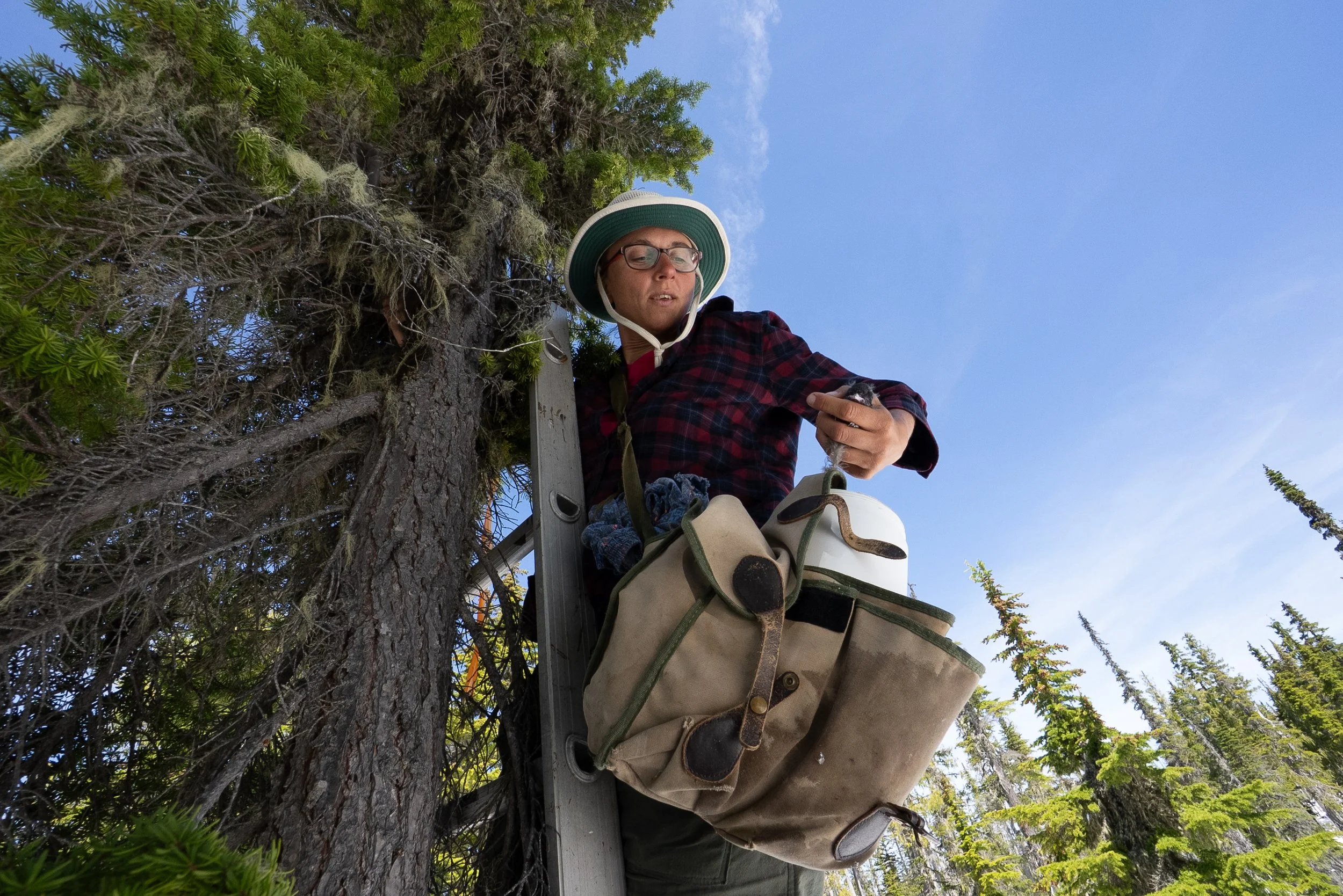 A person wearing a wide-brimmed hat, glasses, and a plaid shirt standing on a ladder, trimming a tree with tools and a bag hanging from the ladder, surrounded by green trees and a blue sky.