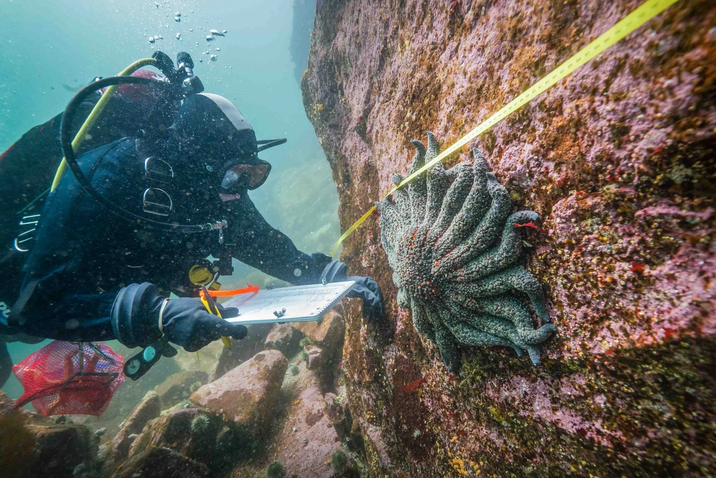 A scuba diver uses a measuring tape and clipboard to observe a sea star attached to a rocky underwater surface.