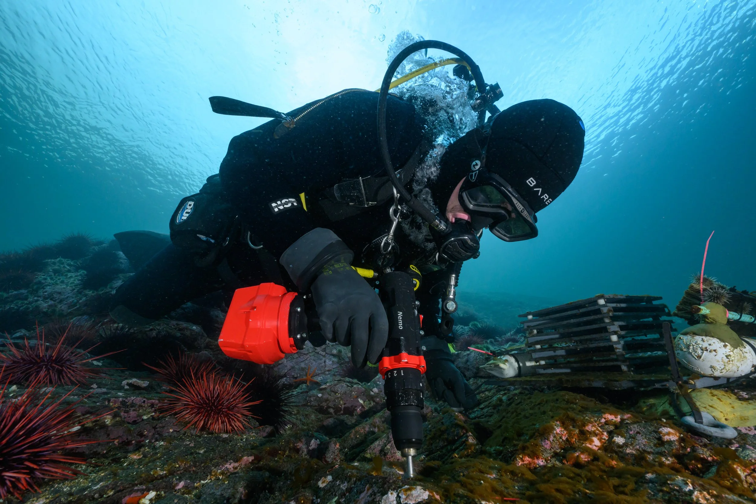 A scuba diver in black gear inspecting underwater coral and marine life with a tool, surrounded by sea creatures and rocky seabed.