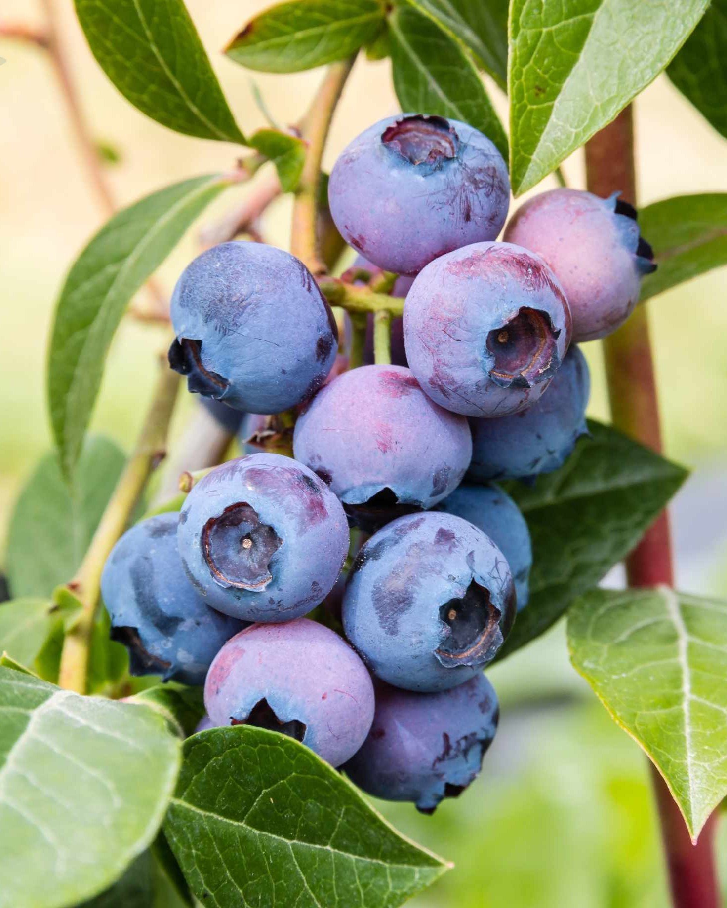 Northland_Blueberry_Bush_fda521e8-6262-4fb6-ab2a-3bf25e67e48a.jpg