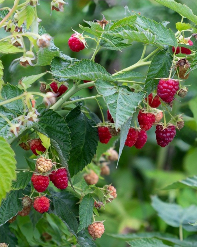 Red-raspberries-on-bush-1280x854~2.jpg