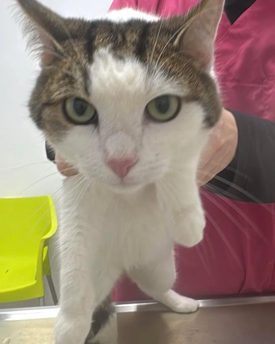 Diese herzige und freiheitsliebende Katzendame ist gestern auf eine unserer Pflegestellen gezogen. Jetzt hei&szlig;t es erstmal entspannen &amp; ankommen 😺
Bitte noch keine Vetmittlungsanfragen stellen. 
Lasst doch bitte ein ❤️f&uuml;r Daisy da😊 Da