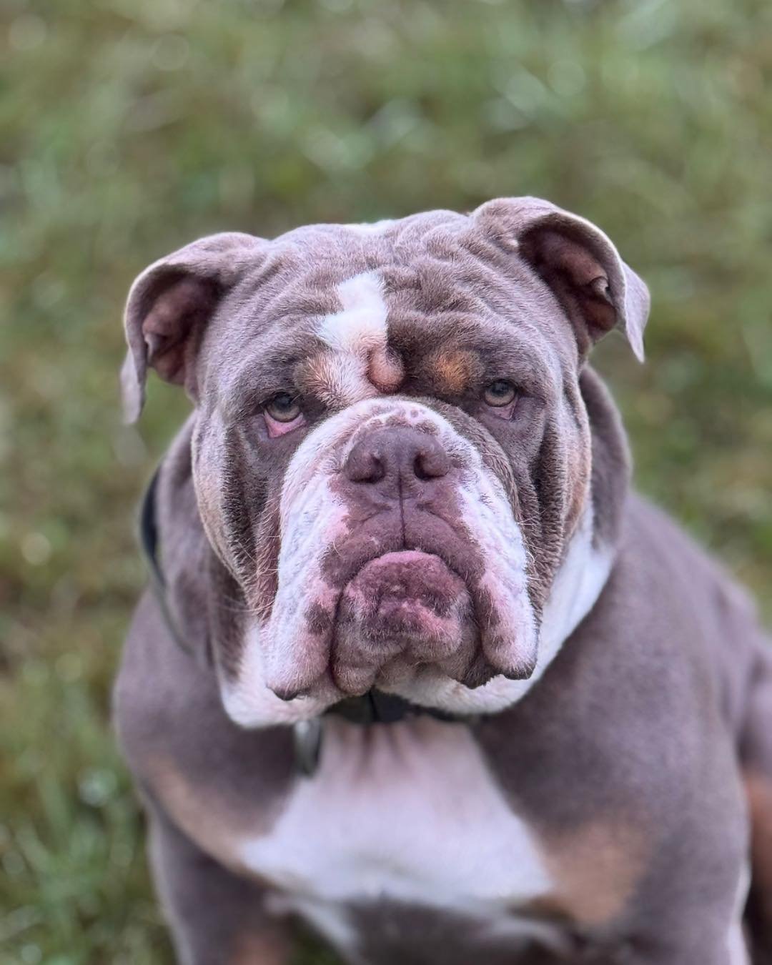 🆘🆘🆘
Privatvermittlung 
Das Tier befindet sich nicht in der Obhut von Pro Tiere e. V.
Englische Bulldoggen-Dame Ingeborg sucht dringend ein neues &bdquo;F&uuml;r-immer-Zuhause&ldquo; oder eine Pflegestelle auf der keine anderen weiblichen Hunde leb