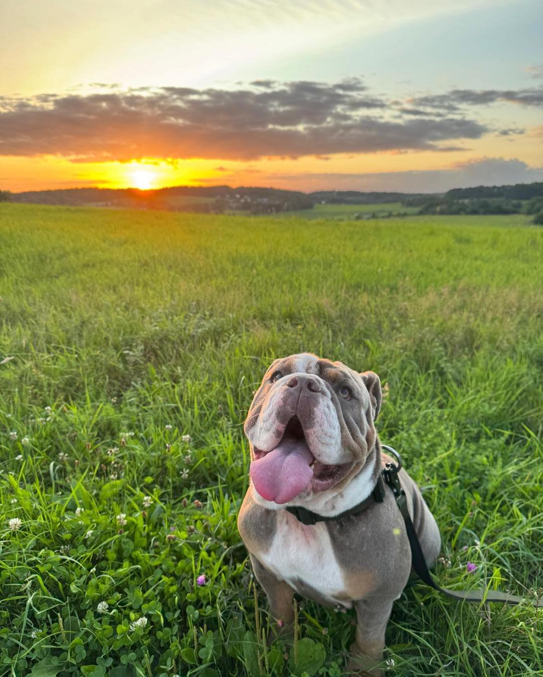 Privatvermittlung
Das Tier befindet sich nicht in der Obhut von Pro Tiere e. V.

Kurzer Steckbrief:

Englische Bulldogge
Geboren am 1.6.2024
Futtermittelallergie (Allergietest liegt vor)
Nicht kastriert
 
Inge ist eine kr&auml;ftige und sehr meinungs