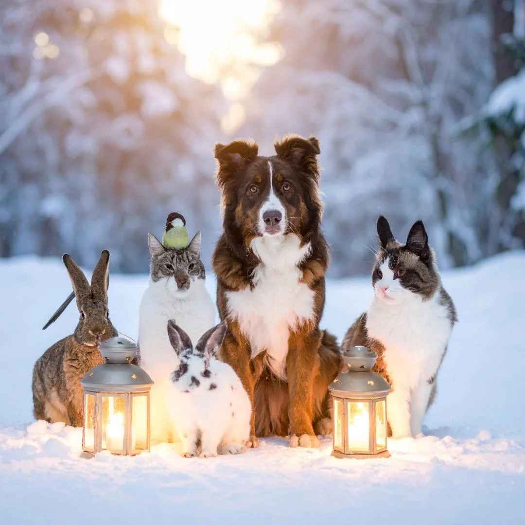 Eine gem&uuml;tlichen 4. Advent w&uuml;nschen wir euch🕯️
#tierschutz  #tierschutzverein