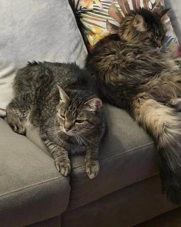 Update zum Beitrag v. 5.2.26
Kater Sammy (links im Bild) darf auf seiner Pflegestelle bleiben. Sammy hat nicht nur ein &bdquo;F&uuml;r-immer-Zuhause&ldquo; gefunden sondern auch einen neuen Katzen-Kumpel &hearts;️