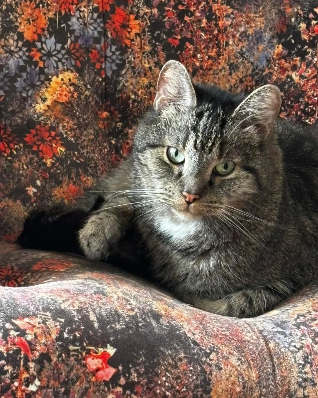 Nicht nur dabei, sondern mittendrin &ndash; das ist das Motto von Snape!
 
Kater Snape ist rund 5 Jahre jung, kastriert und gechippt. Er musste sein geliebtes Zuhause verlassen, weil seine Halterin verstorben ist. Auf der Pflegestelle entwickelt er s