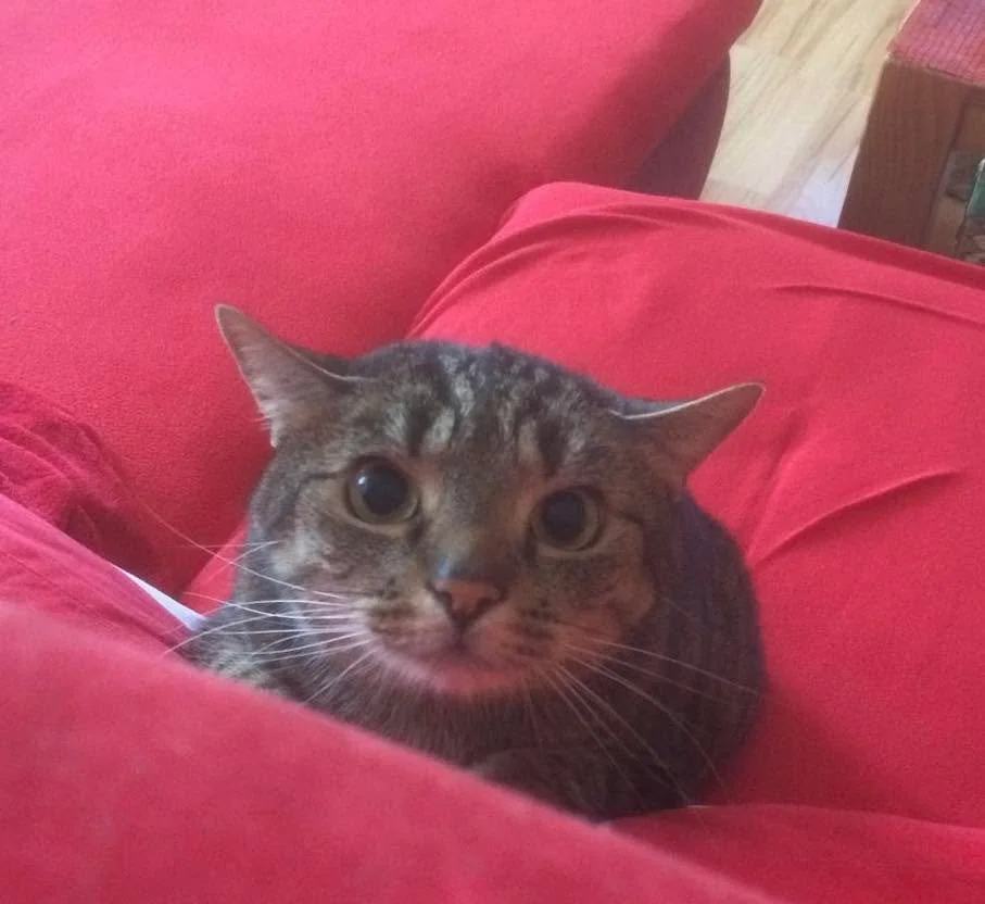 Ruby geh&ouml;rt zu Snape 🥰