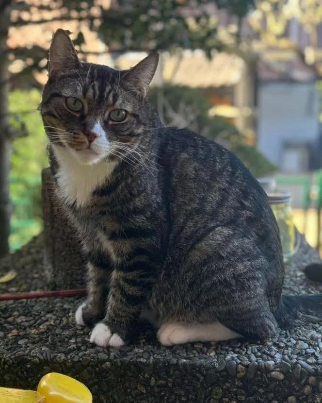 Privatvermittlung 
Das Tier befindet sich nicht in der Obhut von Pro Tiere e. V.

Wir m&uuml;ssen uns leider von unserem 5-j&auml;hrigen Kater Amon trennen. Amon ist ein absolut liebenswerter Charakter, er ist lieb und verschmust-aber er hat ein Prob