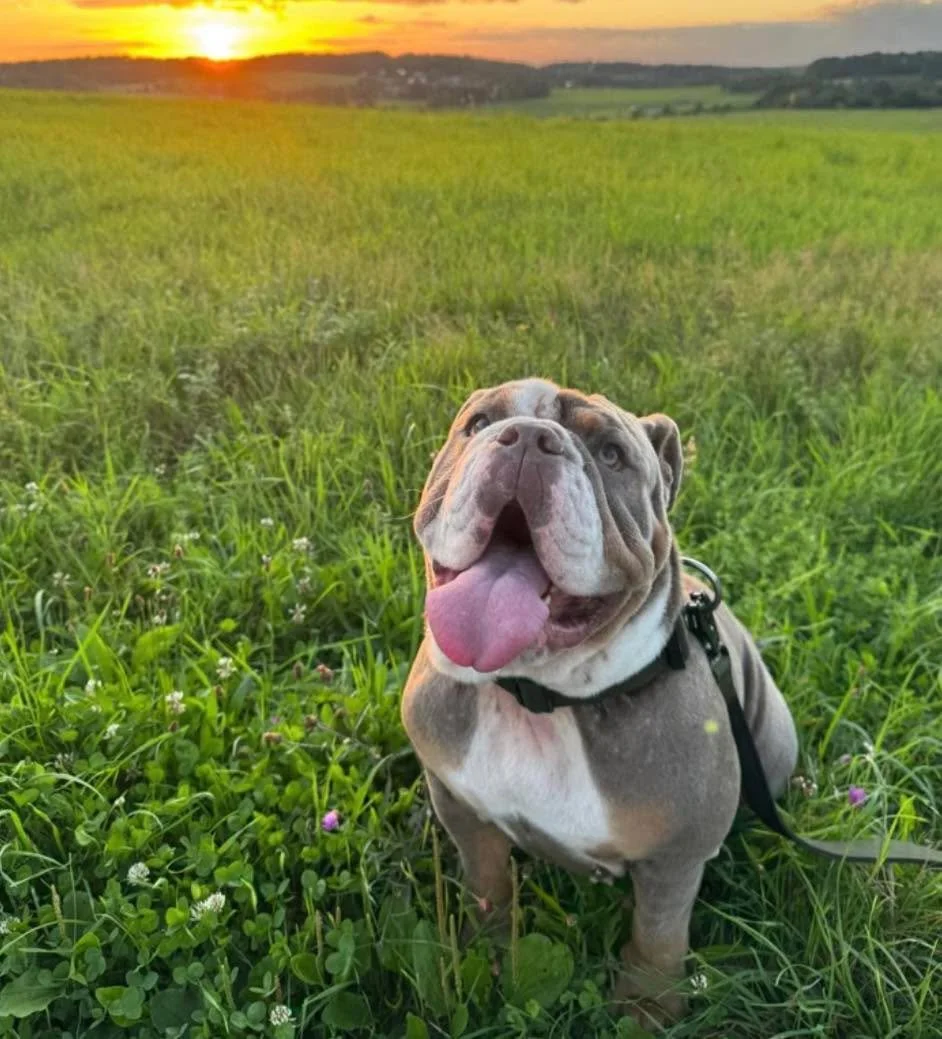 Privatvermittlung
Das Tier befindet sich nicht in der Obhut von Pro Tiere e. V.
Inge hatte bereits Aussicht auf ein neues Zuhause, leider hat es nicht funktioniert.

Kurzer Steckbrief:

Englische Bulldogge
Geboren am 1.6.2024
Futtermittelallergie (Al