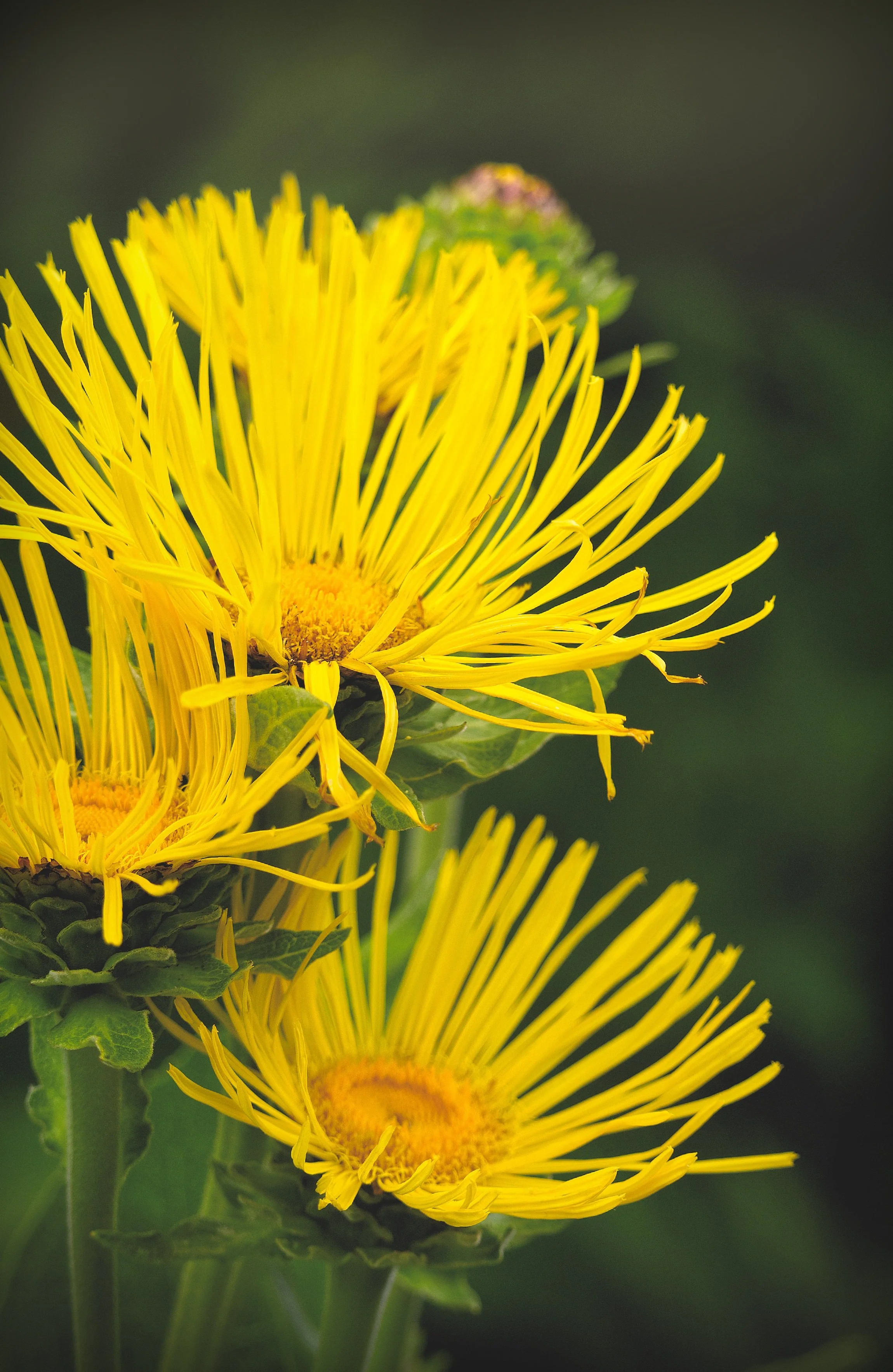 Close-up of bright yellow flowers with thin petals and green leaves, against a blurred green background.