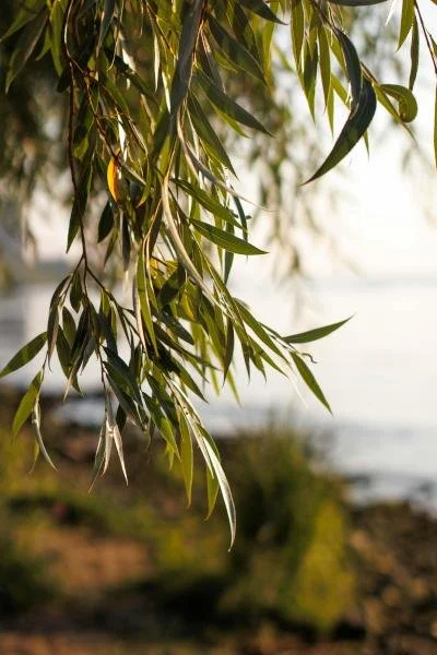 Close-up of hanging green leaves from a tree by the water, with a blurry shoreline in the background.