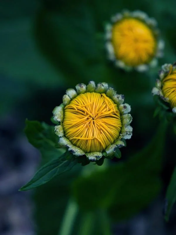 A close-up of a partially opened yellow flower bud surrounded by small white-tipped buds and green leaves.