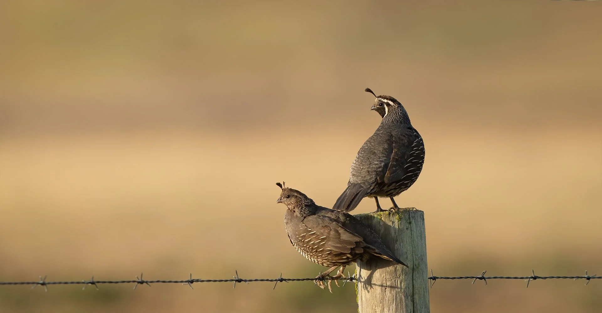 Quail on fence.jpg
